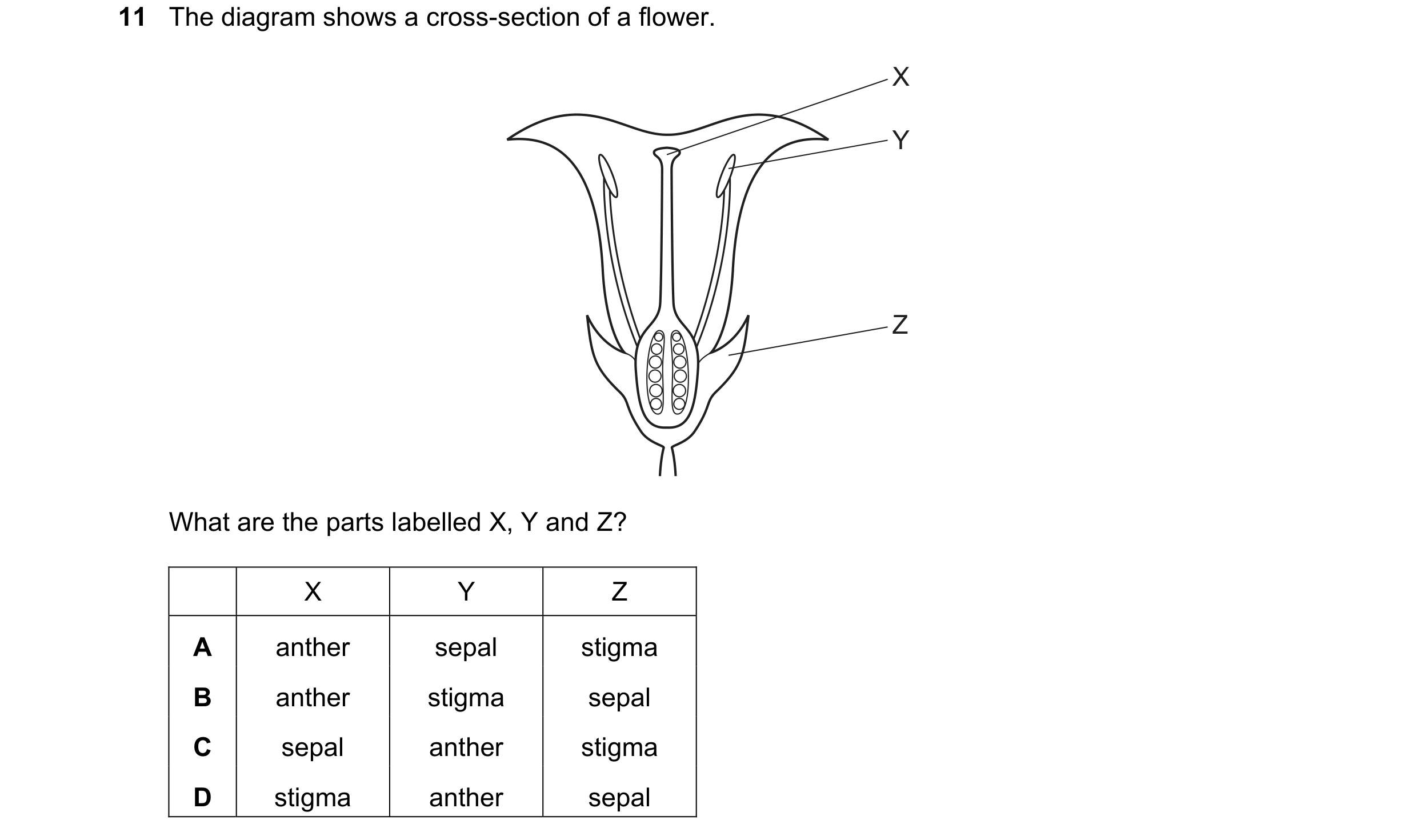 Question 29: The diagram shows a cross-section of a flower. X Y Z What are the parts labelled X, Y and Z? X Y Z A anther sepal stigma B anther stigma se…