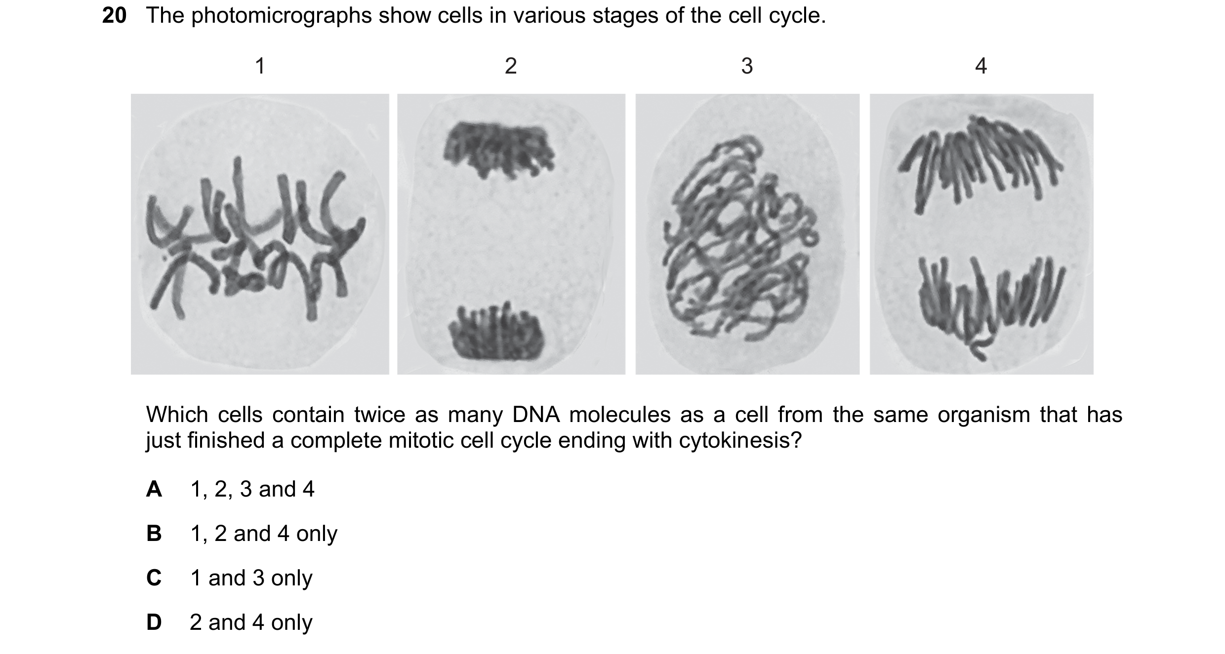 Question 138: The photomicrographs show cells in various stages of the cell cycle. 1 2 3 4 Which cells contain twice as many DNA molecules as a cell from…