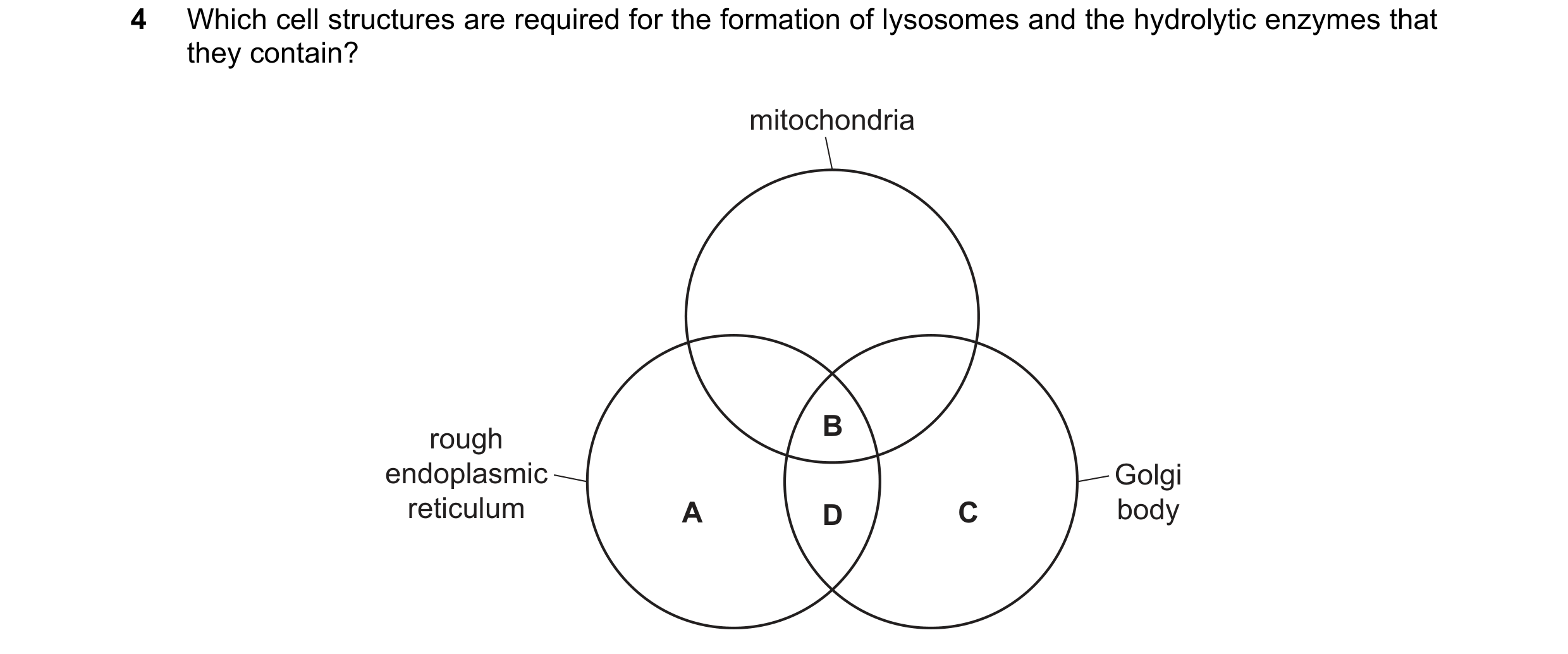 Question 275: Which cell structures are required for the formation of lysosomes and the hydrolytic enzymes that they contain? mitochondria B rough endopl…