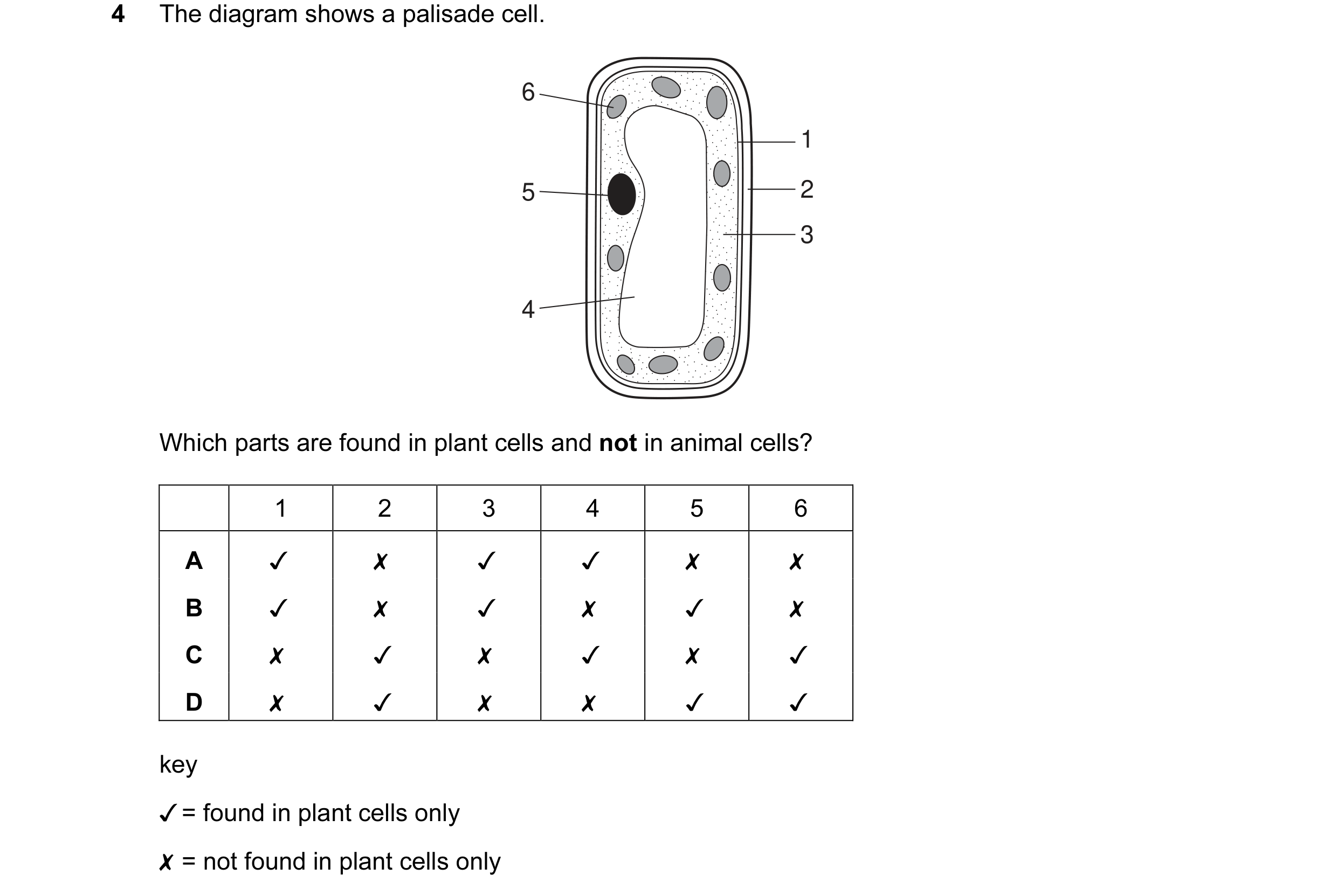 Question 23: The diagram shows a palisade cell.

Which parts are found in plant cells and not in animal cells?

1 2 3 4 5 6
A v x v v x x
B v x v x v x
…