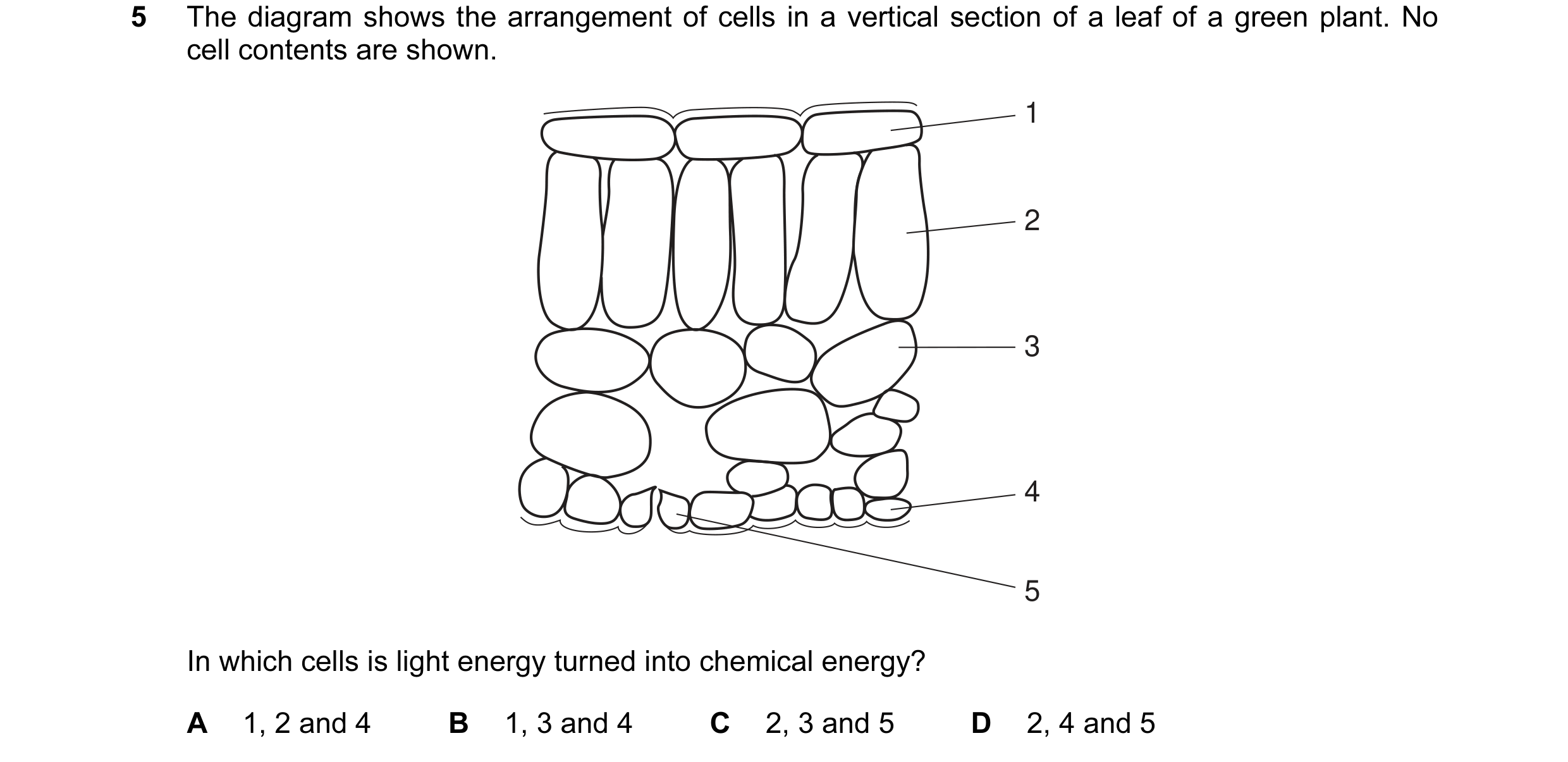 Question 13: The diagram shows the arrangement of cells in a vertical section of a leaf of a green plant. No cell contents are shown. 1 2 3 4 5 In which…