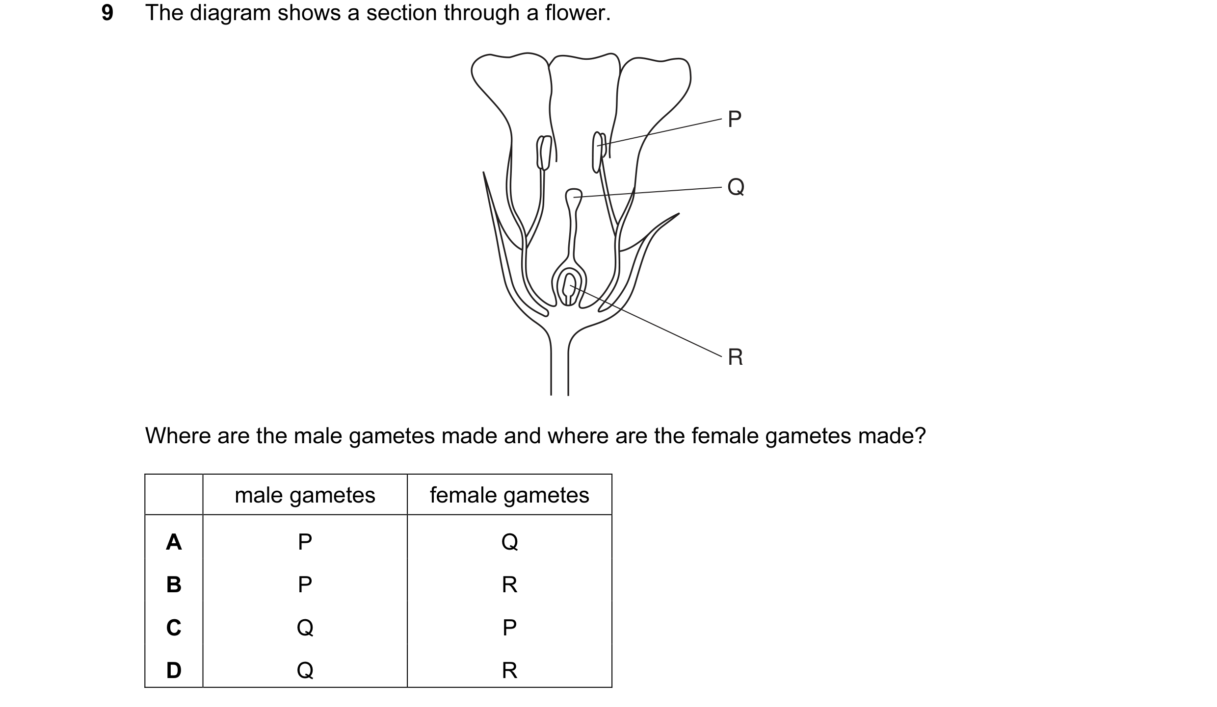 Question 26: The diagram shows a section through a flower. P Q R Where are the male gametes made and where are the female gametes made? male gametes fem…