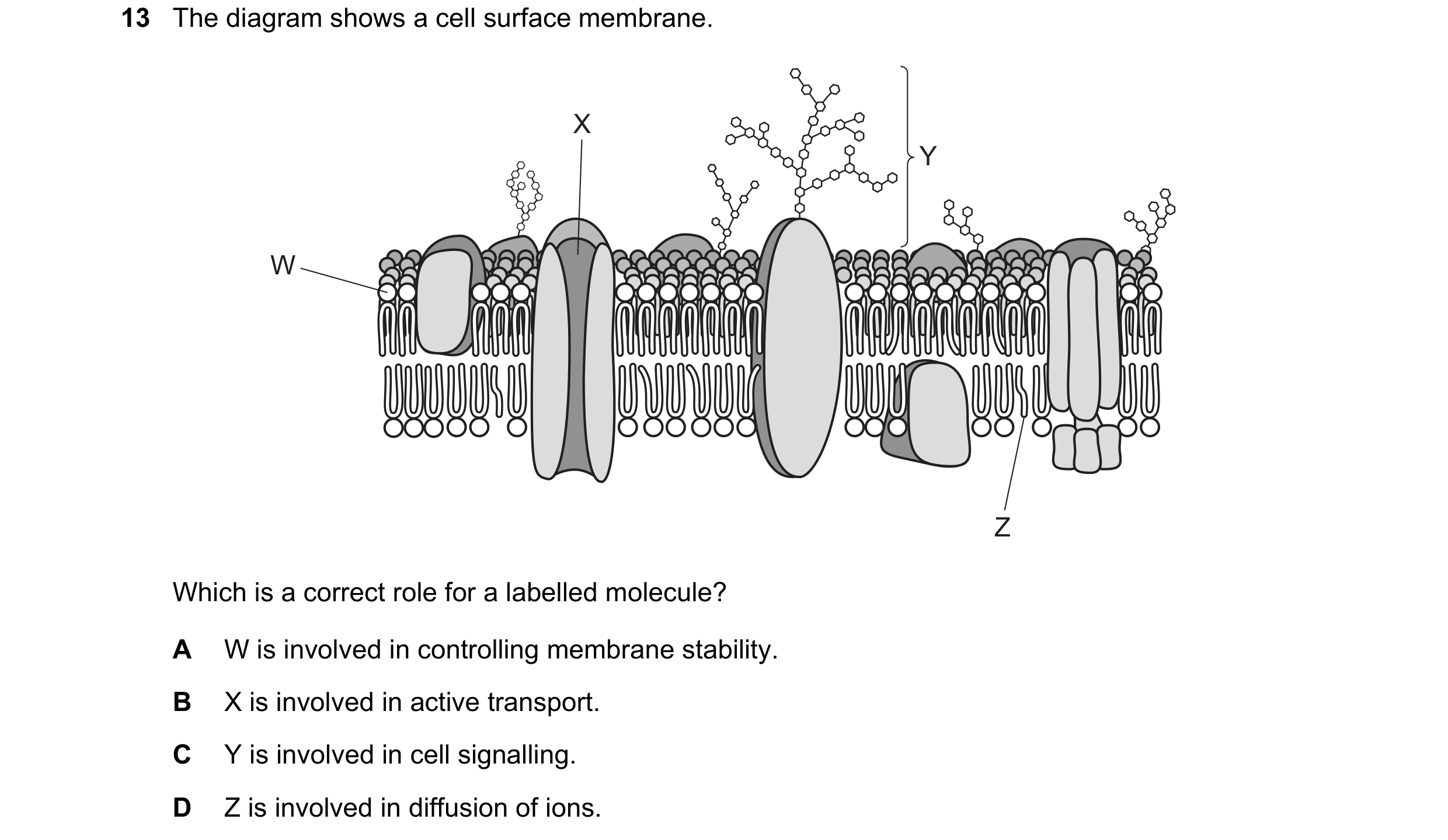 Question 92: The diagram shows a cell surface membrane. X Y W Z Which is a correct role for a labelled molecule? A W is involved in controlling membrane…