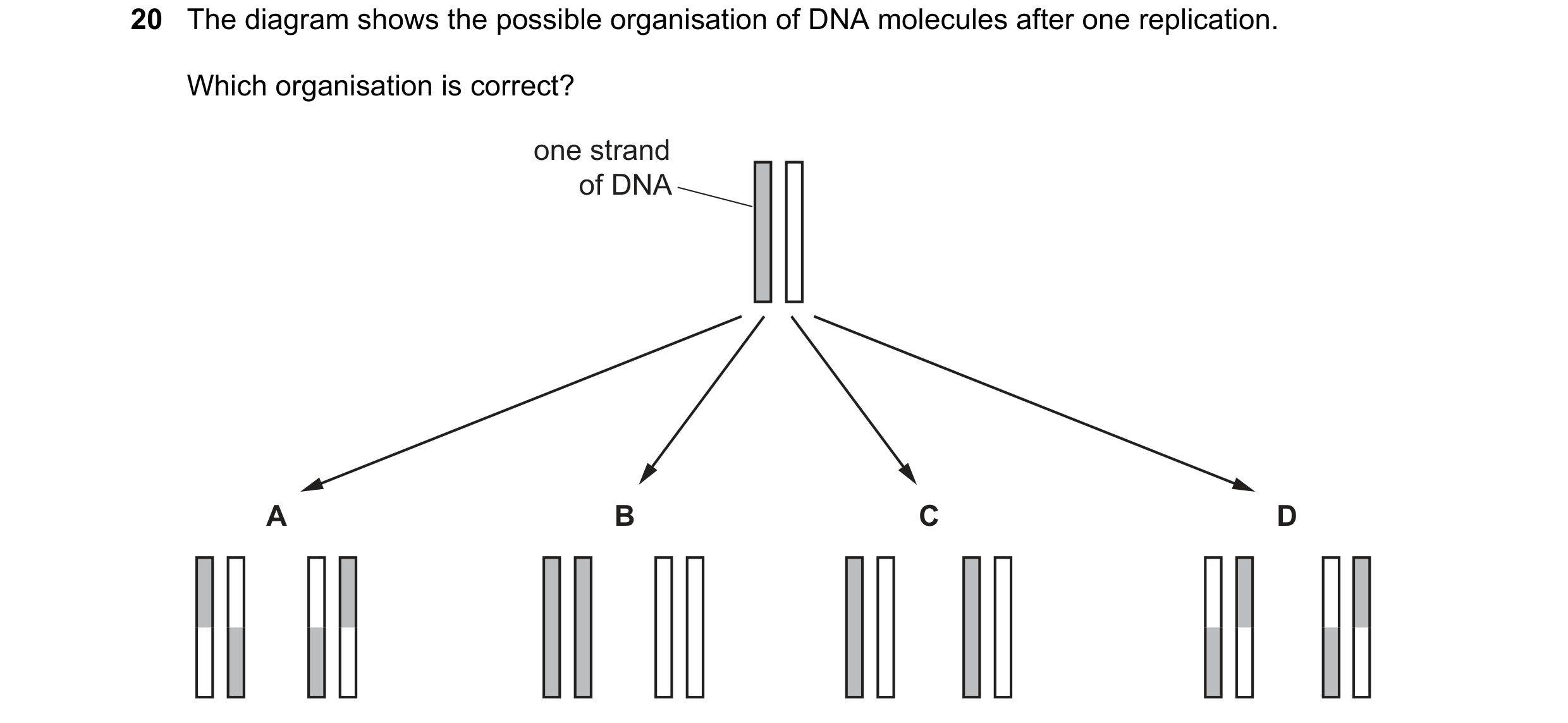 Question 132: The diagram shows the possible organisation of DNA molecules after one replication. Which organisation is correct? one strand of DNA A B C D