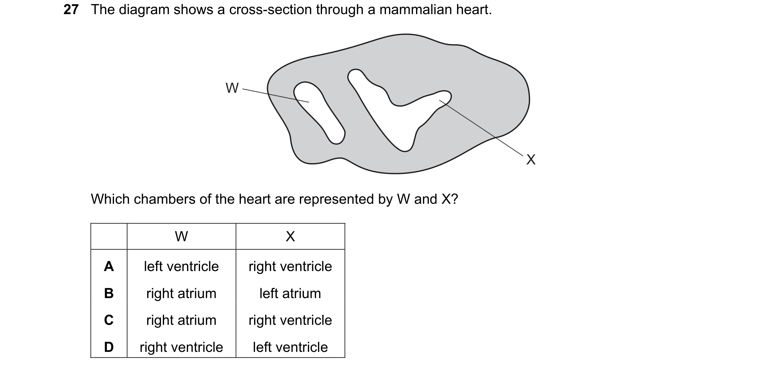 Question 84: The diagram shows a cross-section through a mammalian heart. W X Which chambers of the heart are represented by W and X? W X A left ventric…