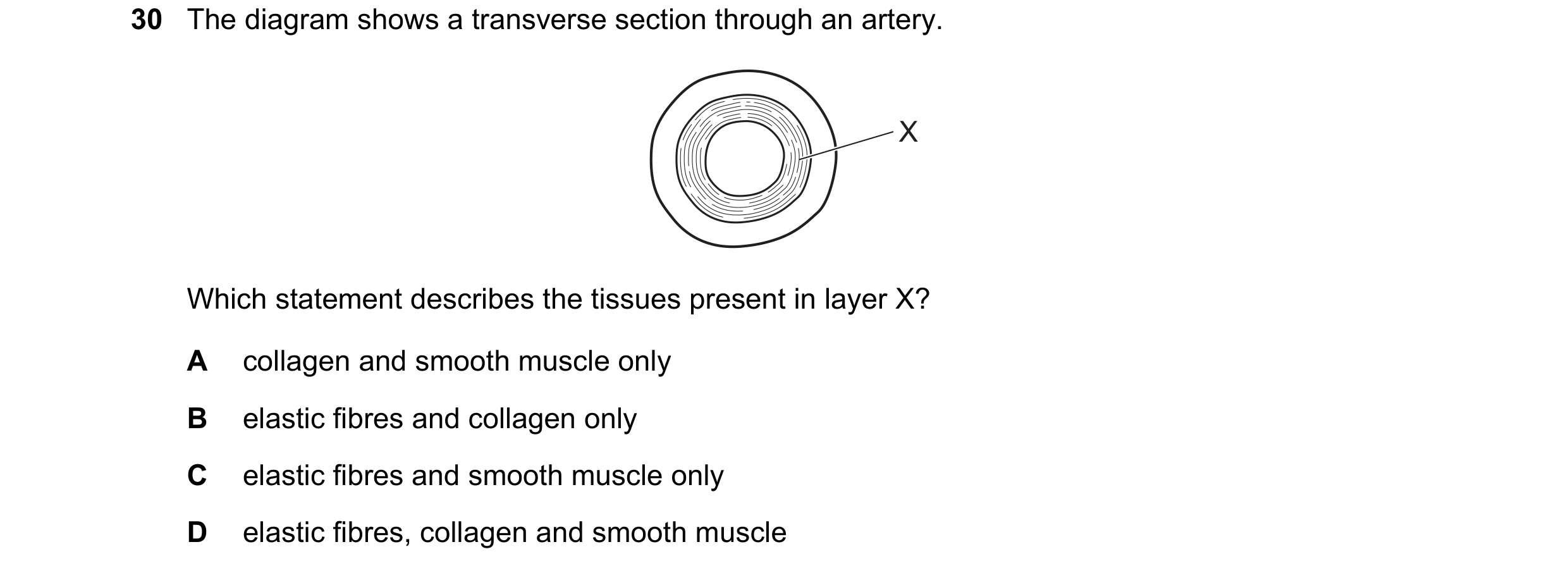 Question 88: The diagram shows a transverse section through an artery. X Which statement describes the tissues present in layer X? A collagen and smooth…