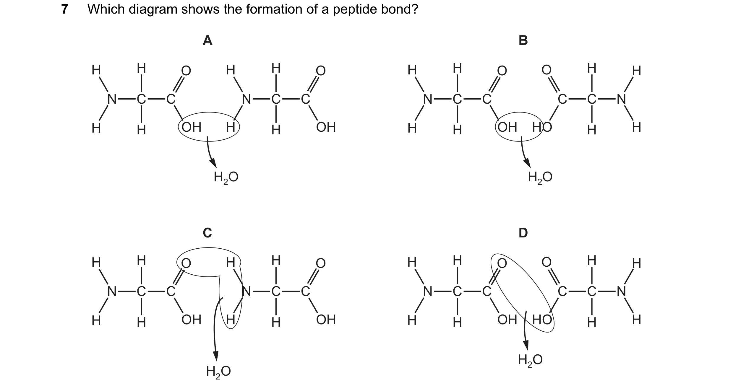 Question 151: Which diagram shows the formation of a peptide bond? A B H H O H H O H H O O H H N C C N C C N C C C C N H H OH H H OH H H OH HO H H H2O H2…