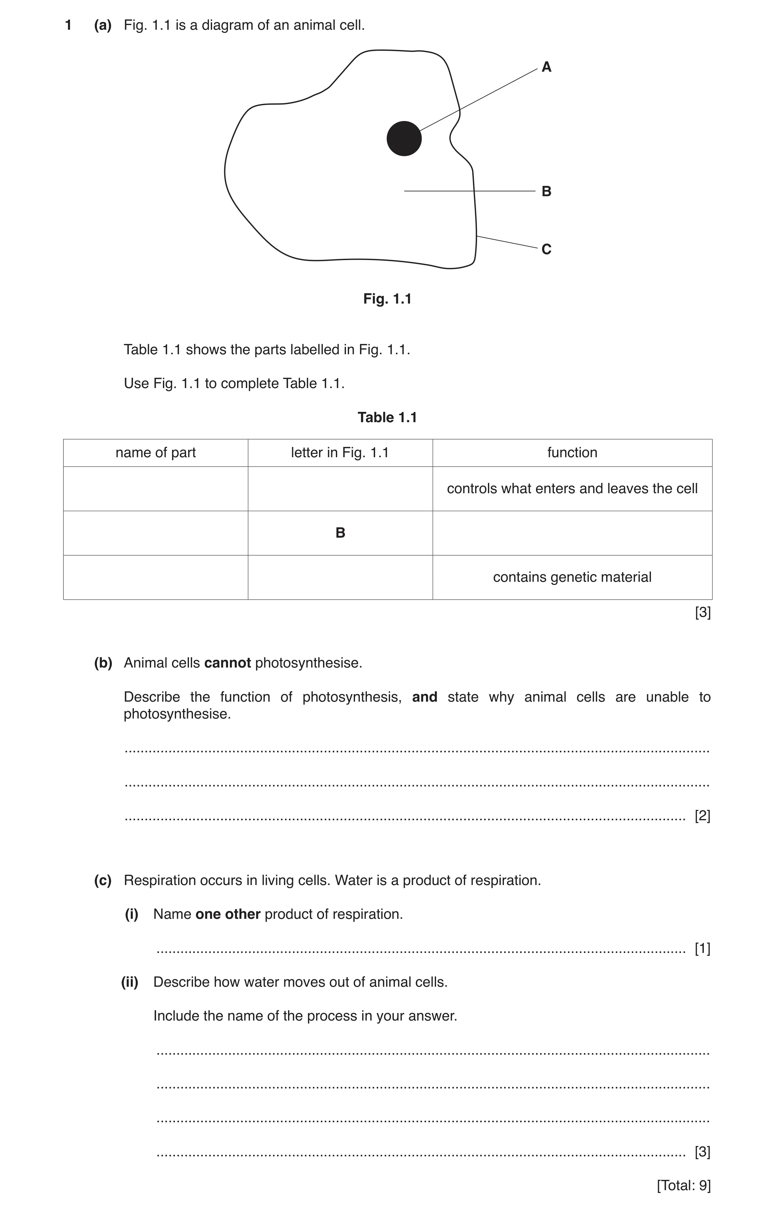 Question 7: (a) Fig. 1.1 is a diagram of an animal cell. A B C Fig. 1.1 Table 1.1 shows the parts labelled in Fig. 1.1. Use Fig. 1.1 to complete Table …