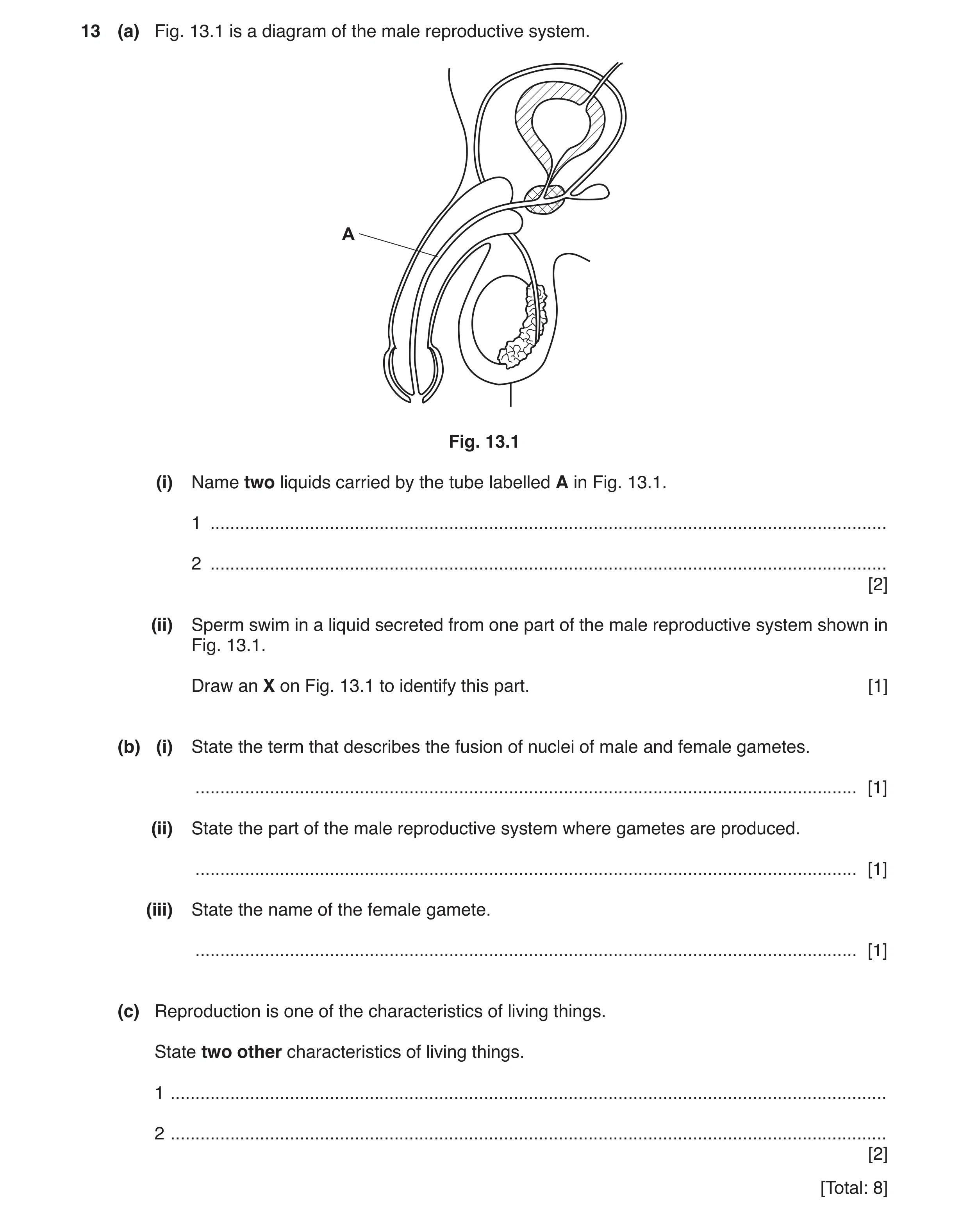Question 4: (a) Fig. 13.1 is a diagram of the male reproductive system. A Fig. 13.1 (i) Name two liquids carried by the tube labelled A in Fig. 13.1. 1…
