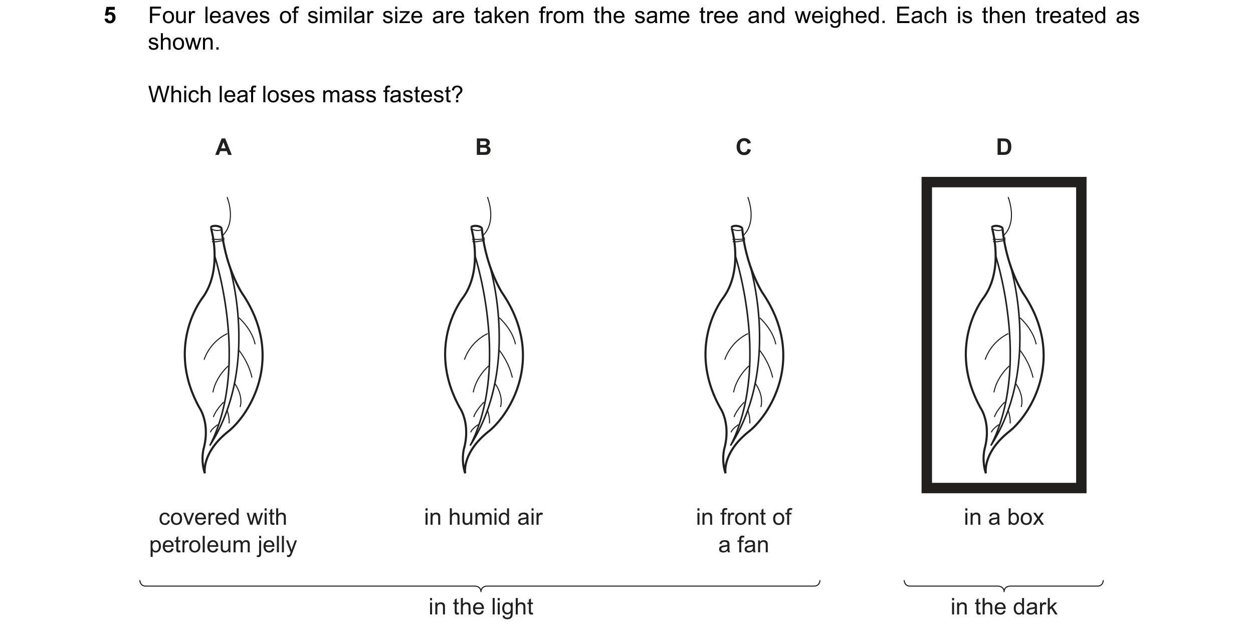 Question 5: Four leaves of similar size are taken from the same tree and weighed. Each is then treated as shown. Which leaf loses mass fastest? A B C D…