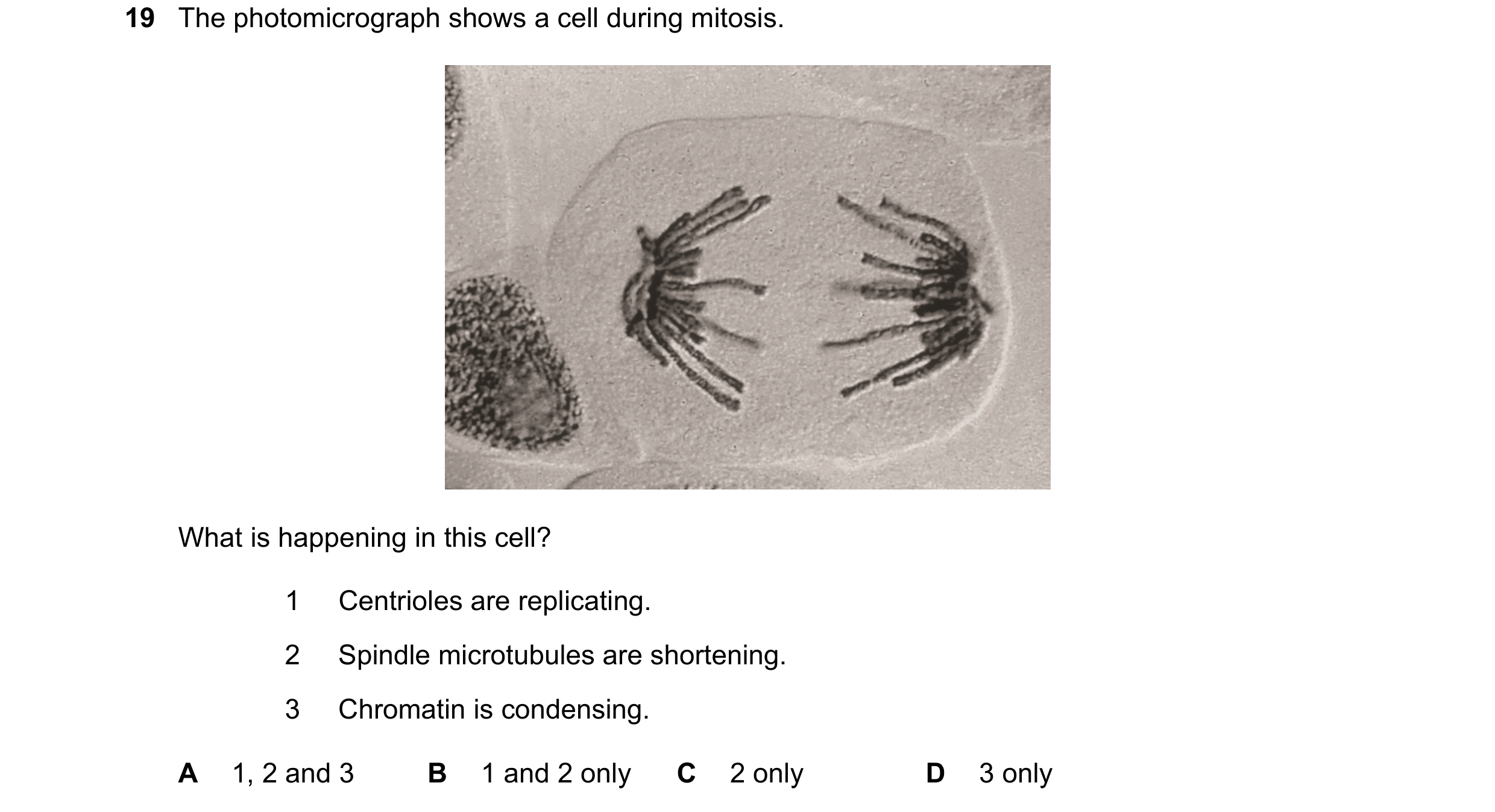 Question 72: The photomicrograph shows a cell during mitosis. What is happening in this cell? 1 Centrioles are replicating. 2 Spindle microtubules are s…
