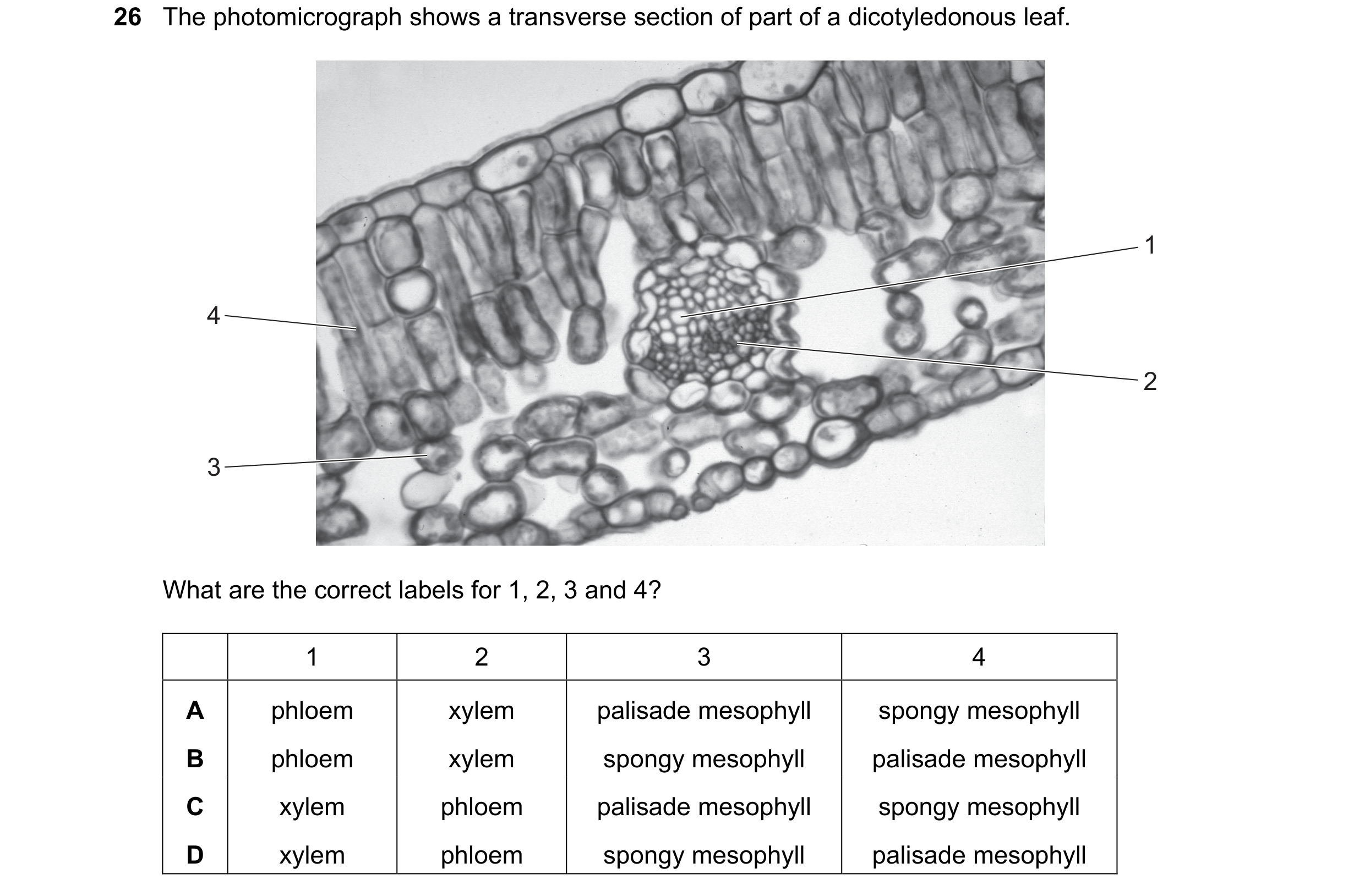 Question 64: The photomicrograph shows a transverse section of part of a dicotyledonous leaf. 1 4 2 3 What are the correct labels for 1, 2, 3 and 4? 1 2…