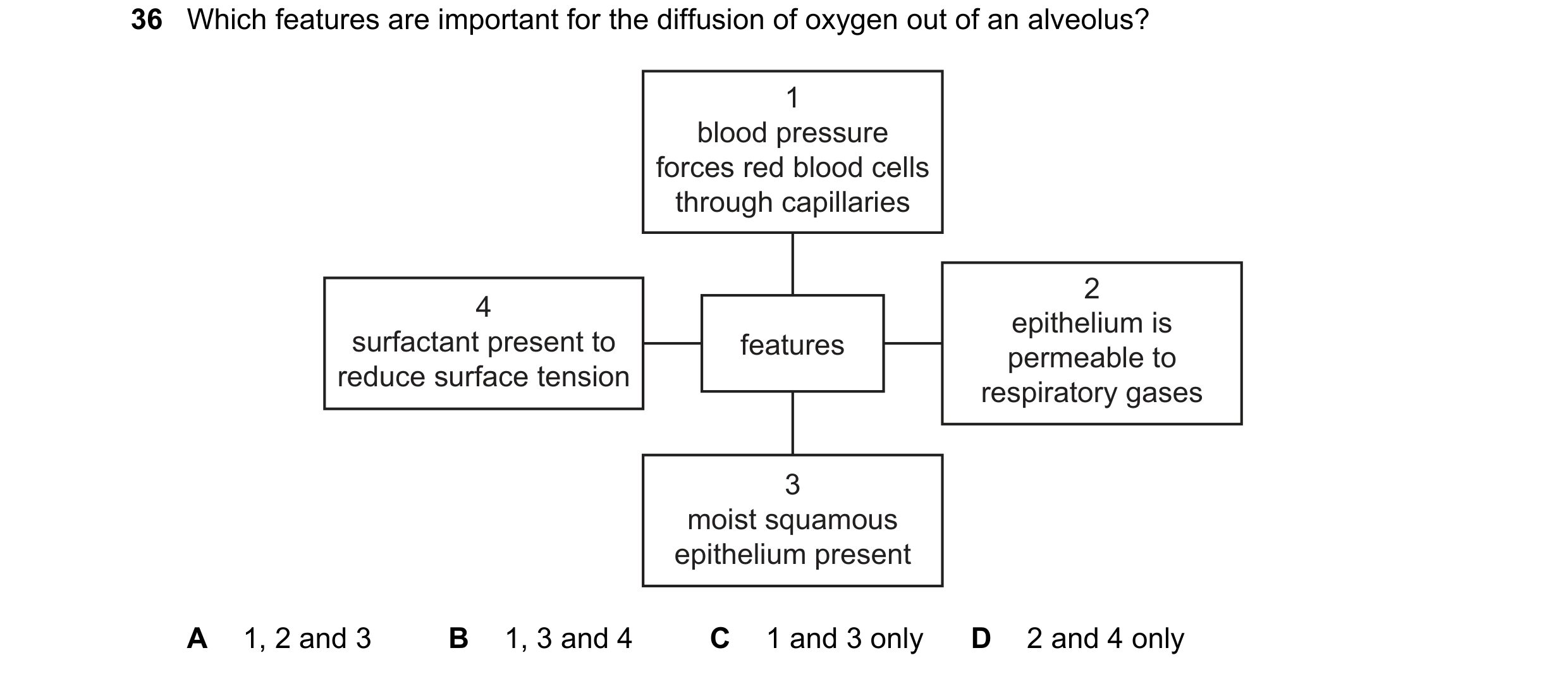 Question 163: Which features are important for the diffusion of oxygen out of an alveolus? 1 blood pressure forces red blood cells through capillaries 2 …