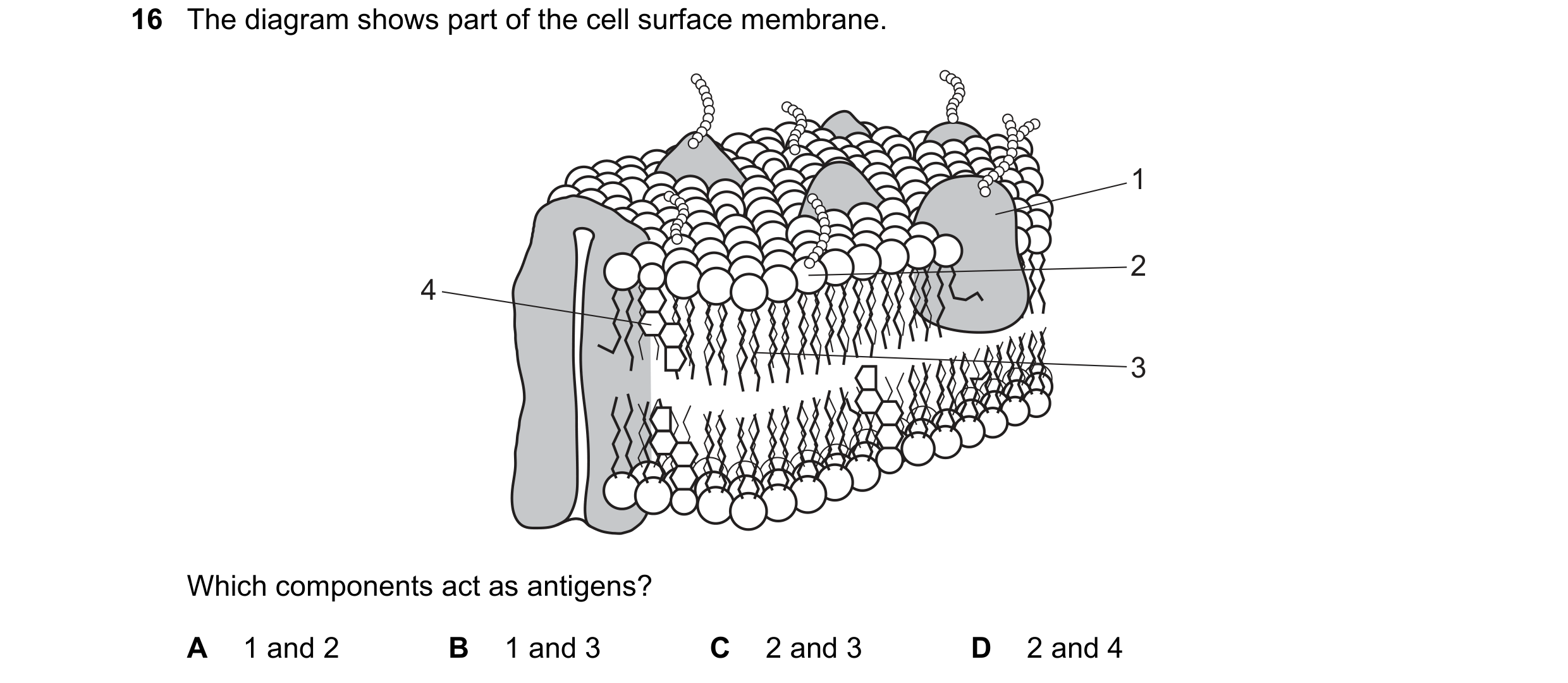 Question 82: The diagram shows part of the cell surface membrane. 1 2 4 3 Which components act as antigens? A 1 and 2 B 1 and 3 C 2 and 3 D 2 and 4