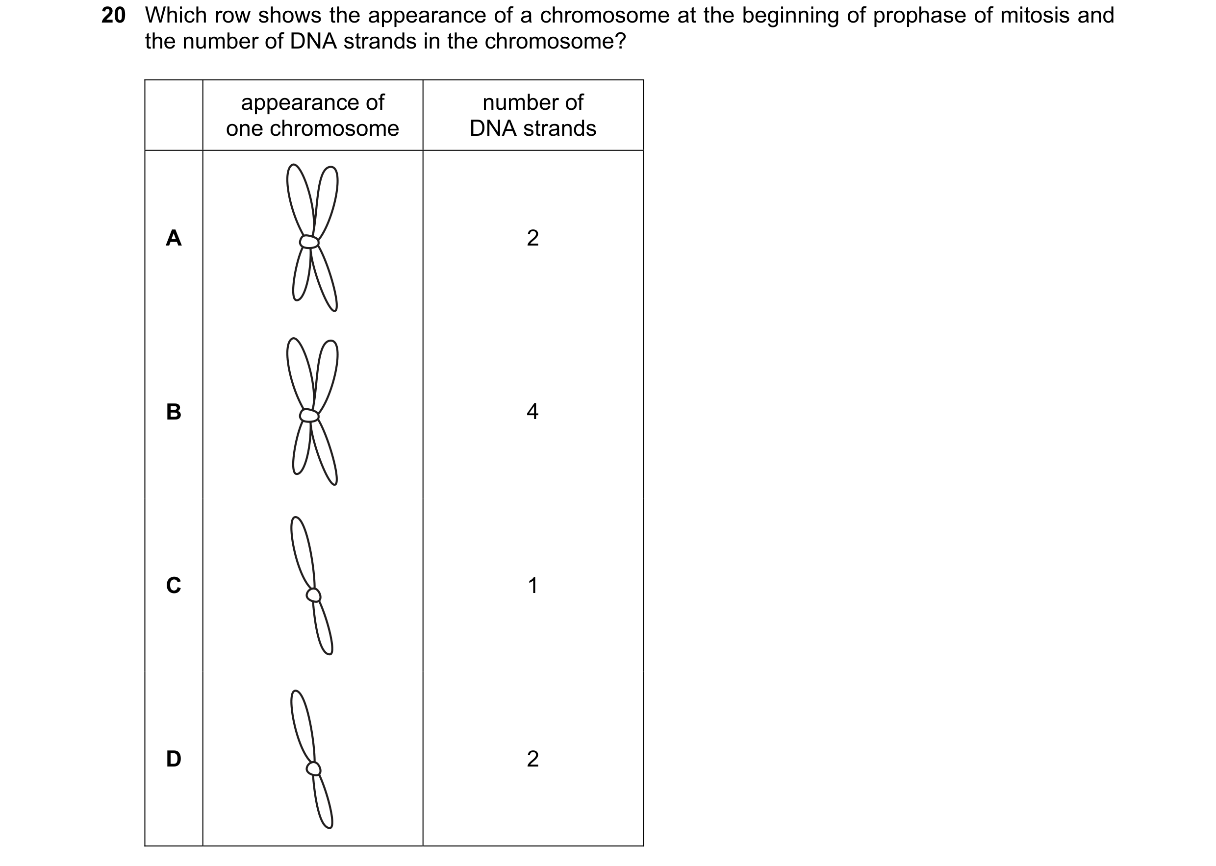 Question 65: Which row shows the appearance of a chromosome at the beginning of prophase of mitosis and the number of DNA strands in the chromosome? app…