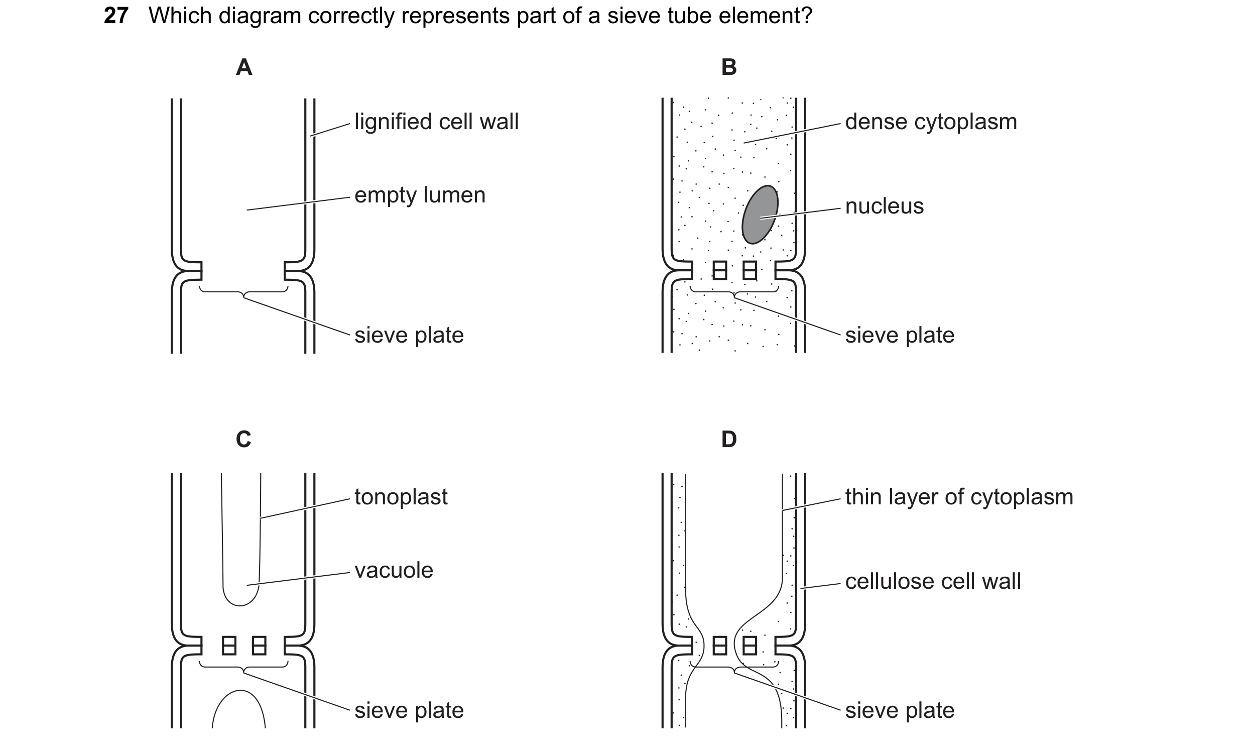 Question 56: Which diagram correctly represents part of a sieve tube element? A B lignified cell wall dense cytoplasm empty lumen nucleus sieve plate si…