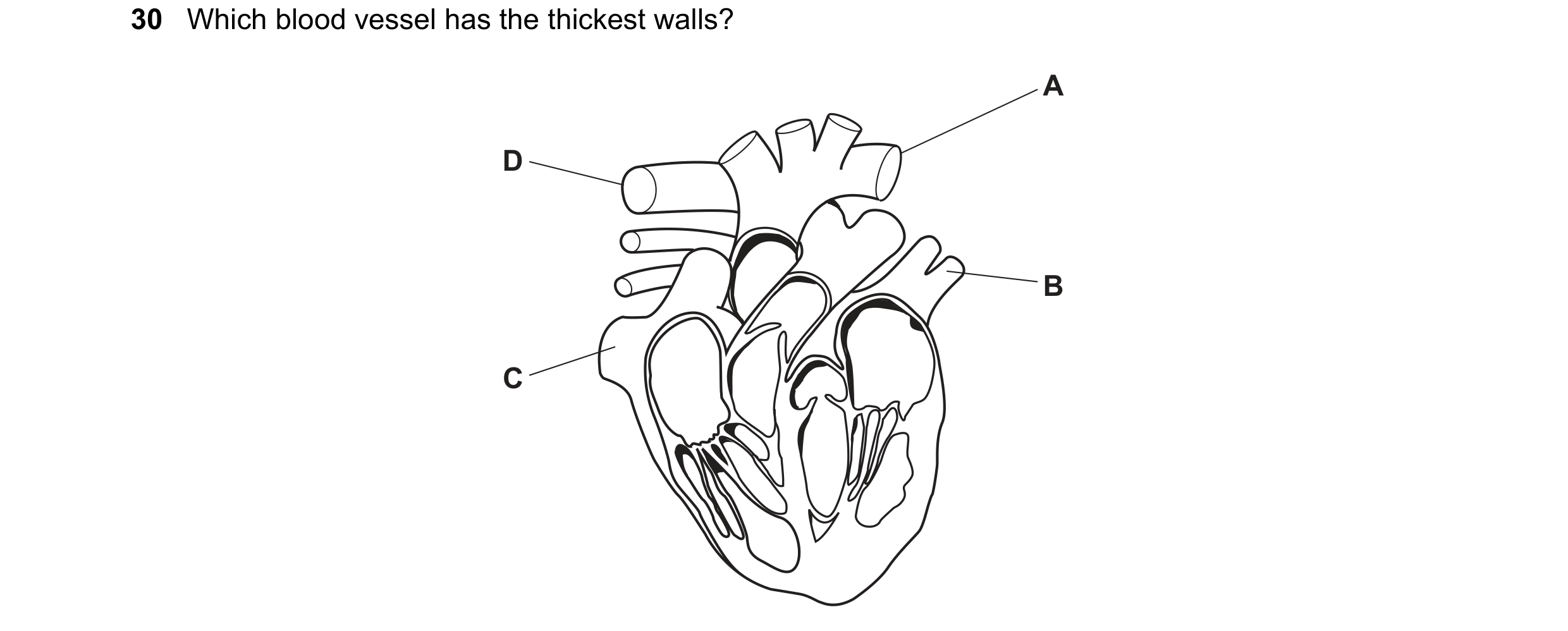 Question 81: Which blood vessel has the thickest walls? A D B C