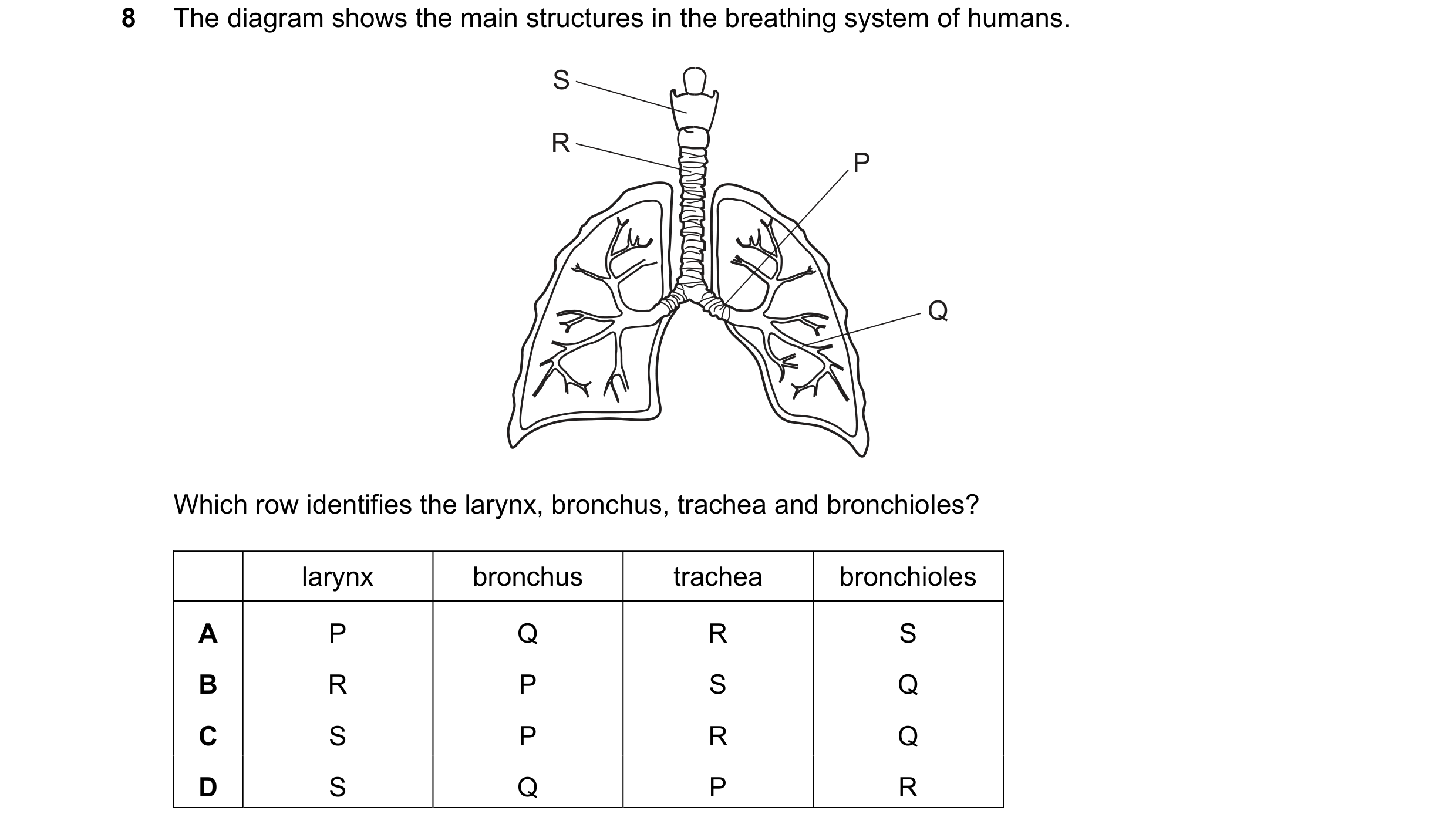 Question 18: The diagram shows the main structures in the breathing system of humans. S R P Q Which row identifies the larynx, bronchus, trachea and bro…