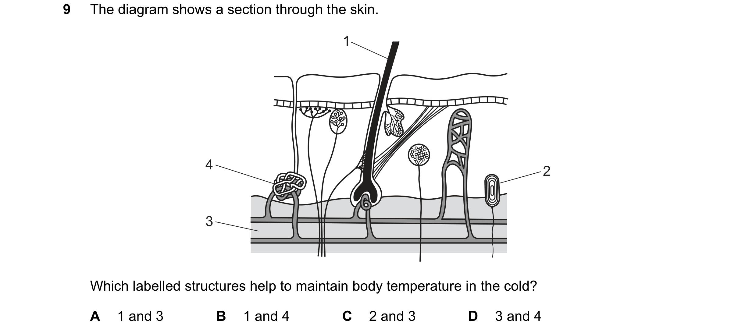 Question 16: The diagram shows a section through the skin. 1 4 2 3 Which labelled structures help to maintain body temperature in the cold? A 1 and 3 B …