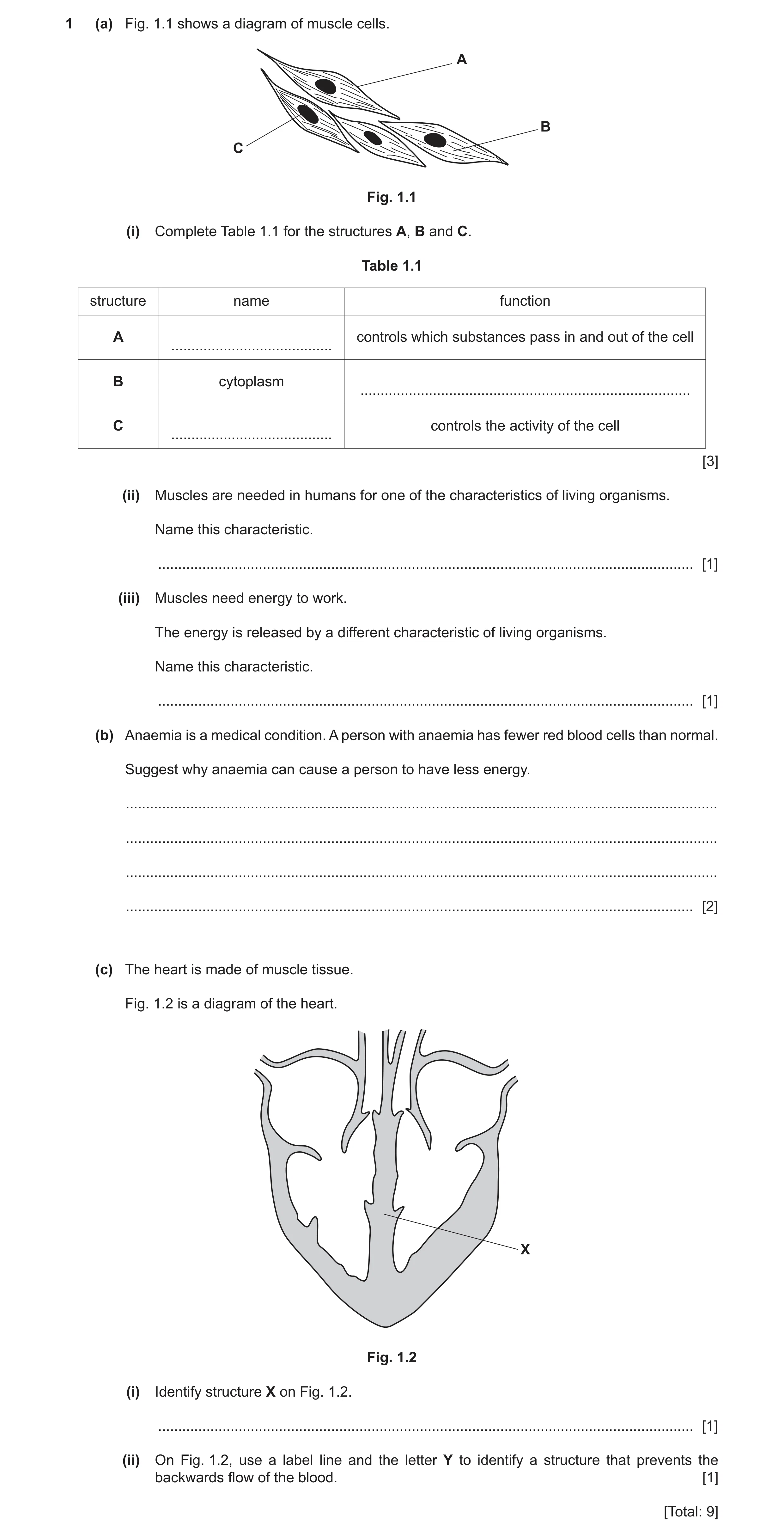 Question 7: (a) Fig. 1.1 shows a diagram of muscle cells. A B C Fig. 1.1 (i) Complete Table 1.1 for the structures A, B and C. Table 1.1 structure name…