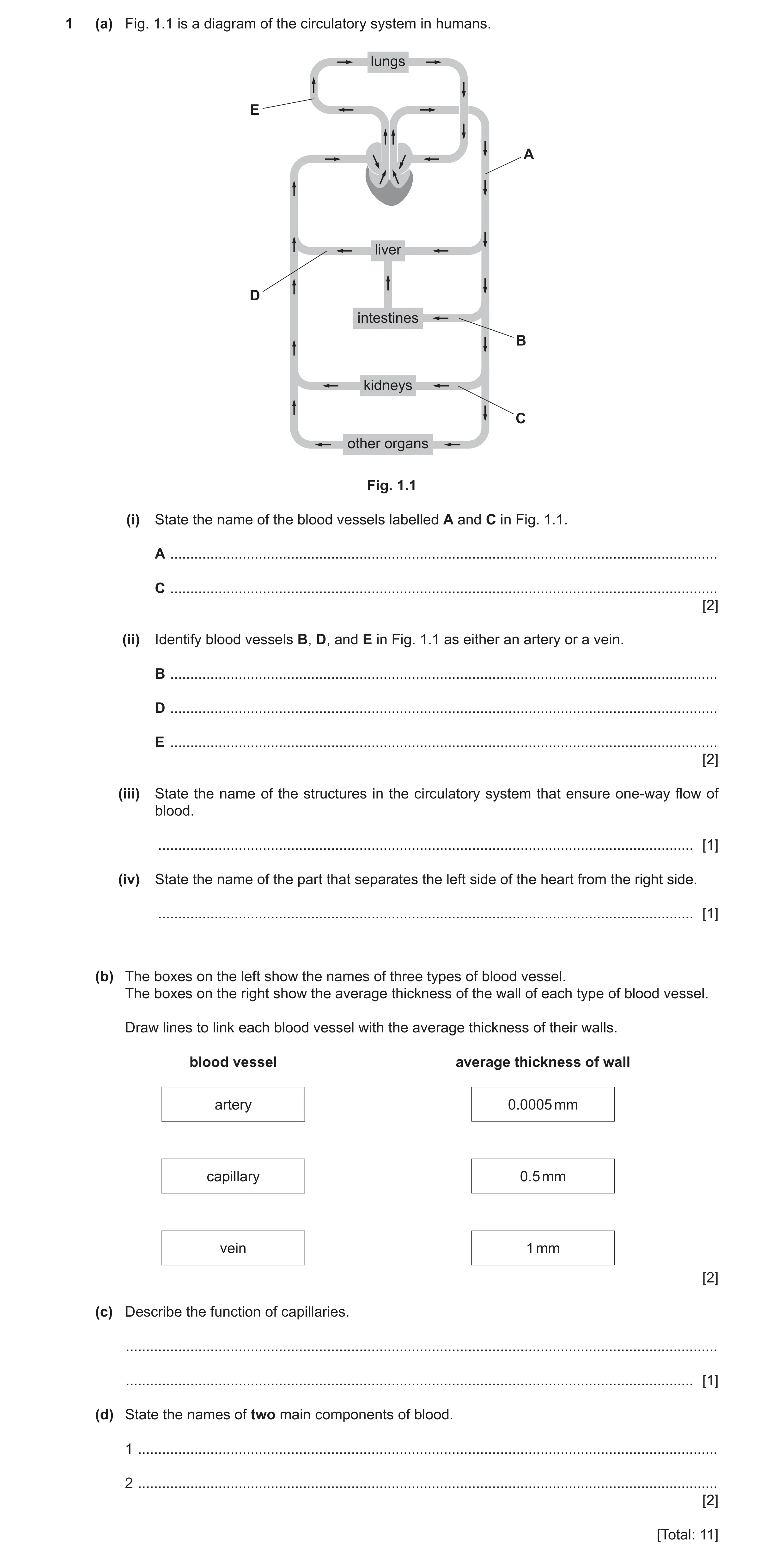 Question 11: (a) Fig. 1.1 is a diagram of the circulatory system in humans. lungs E A liver D intestines B kidneys C other organs Fig. 1.1 (i) State the…