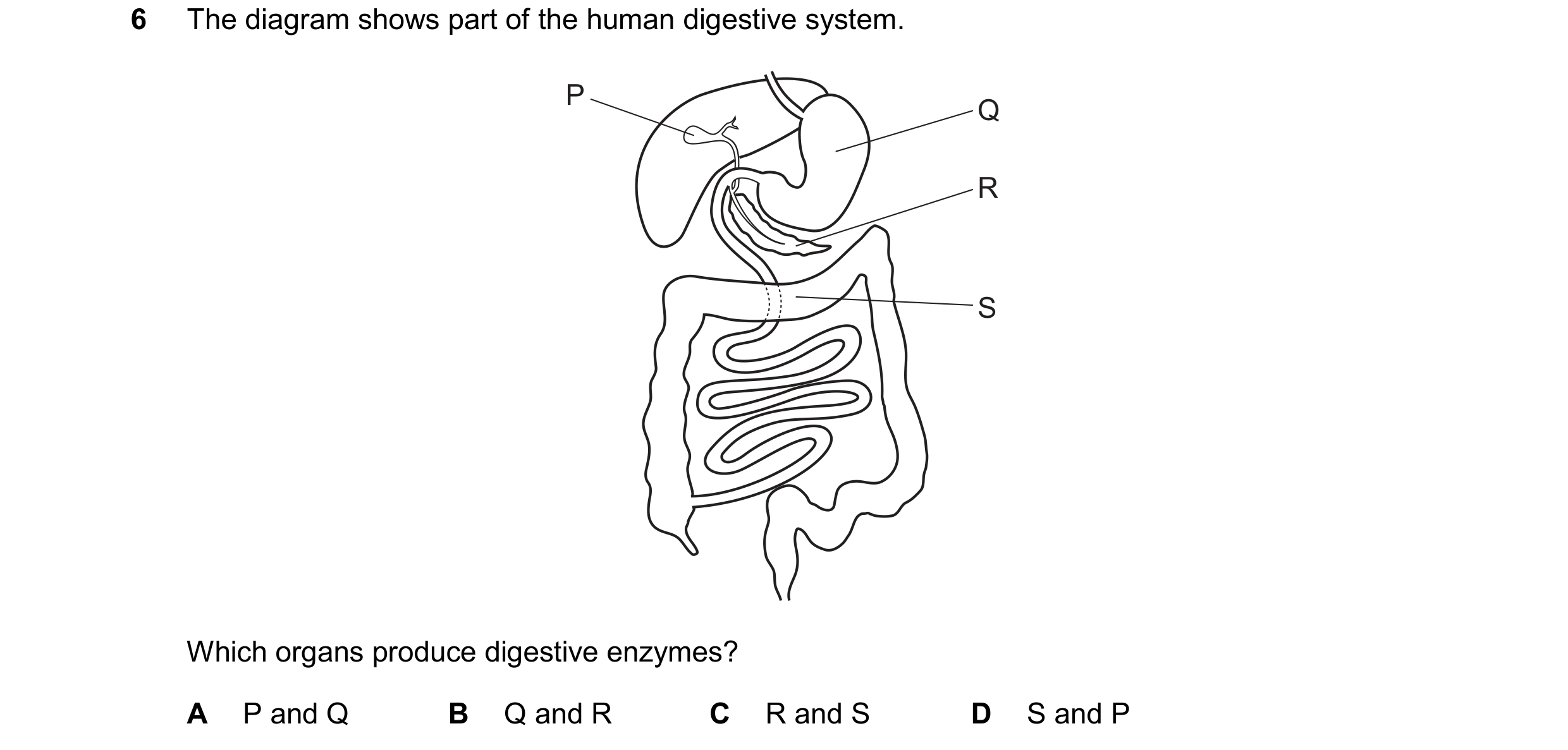 Question 34: The diagram shows part of the human digestive system. P Q R S Which organs produce digestive enzymes? A P and Q B Q and R C R and S D S and…
