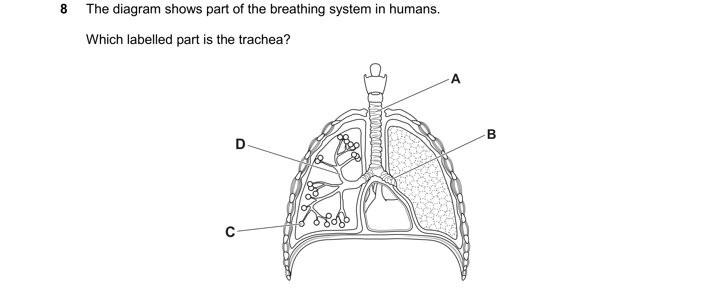 Question 27: The diagram shows part of the breathing system in humans. Which labelled part is the trachea? A B D C