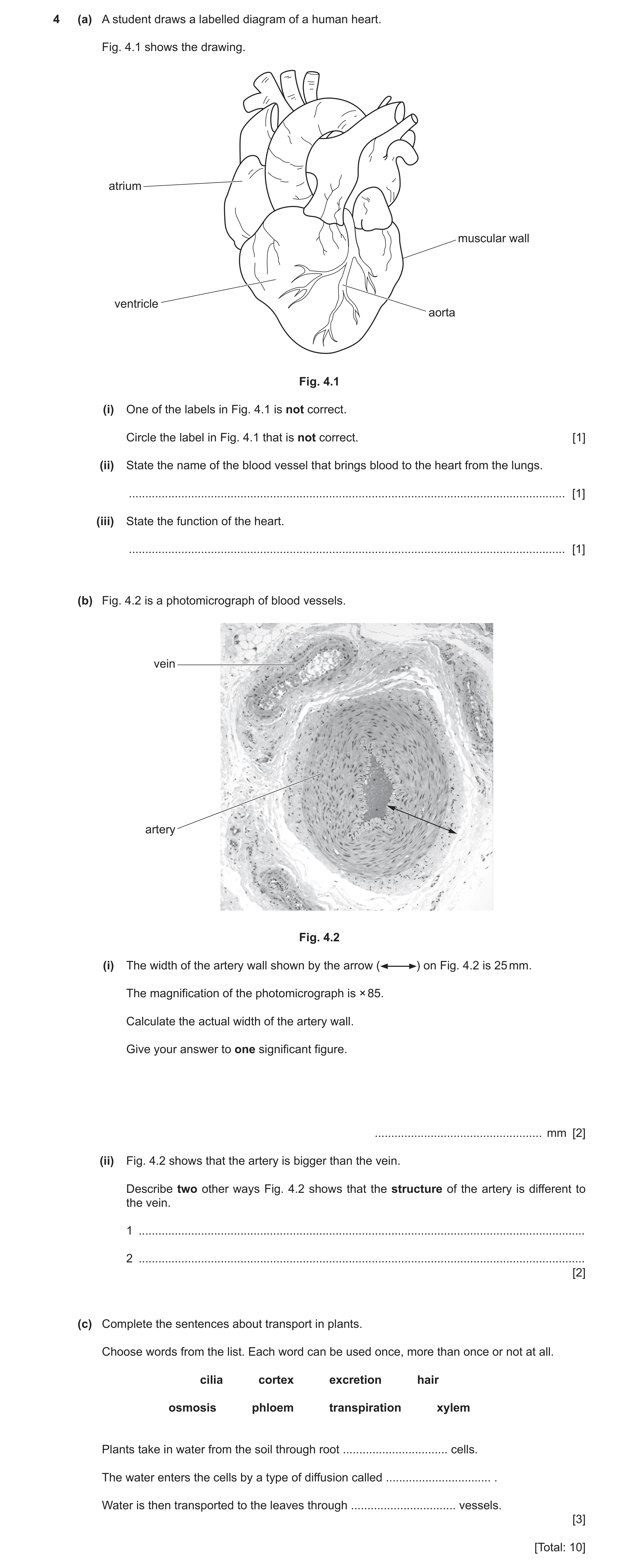 Question 13: (a) A student draws a labelled diagram of a human heart. Fig. 4.1 shows the drawing. atrium muscular wall ventricle aorta Fig. 4.1 (i) One …