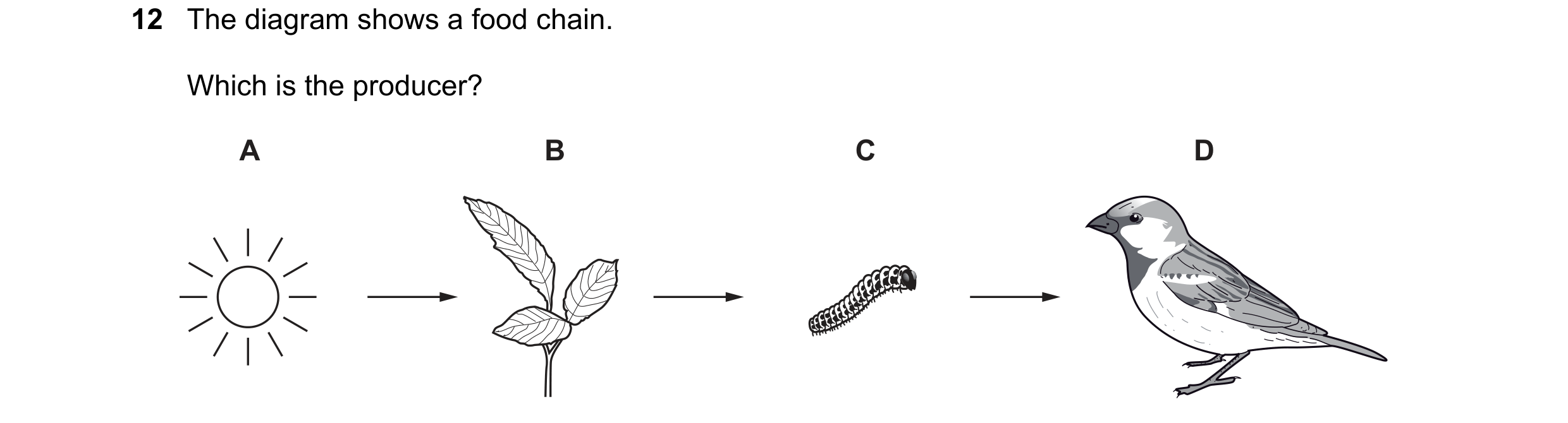 Question 12: The diagram shows a food chain. Which is the producer? A B C D