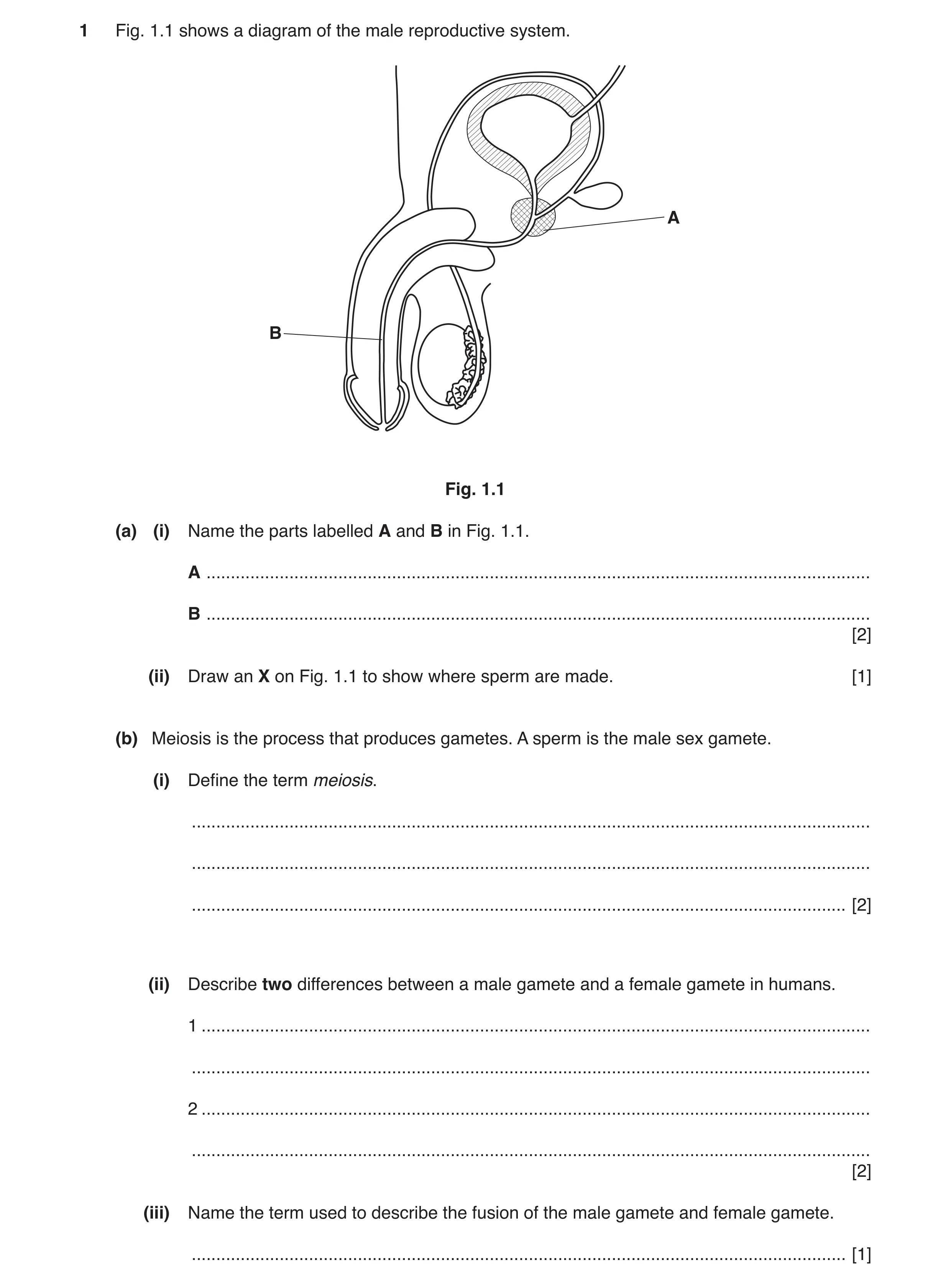 Question 2: Fig. 1.1 shows a diagram of the male reproductive system. A B Fig. 1.1 (a) (i) Name the parts labelled A and B in Fig. 1.1. A .............…