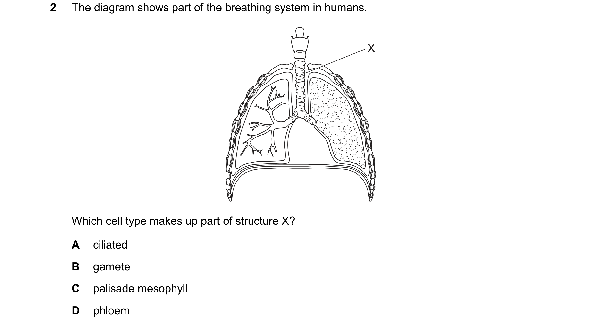 Question 12: The diagram shows part of the breathing system in humans. X Which cell type makes up part of structure X? A ciliated B gamete C palisade me…