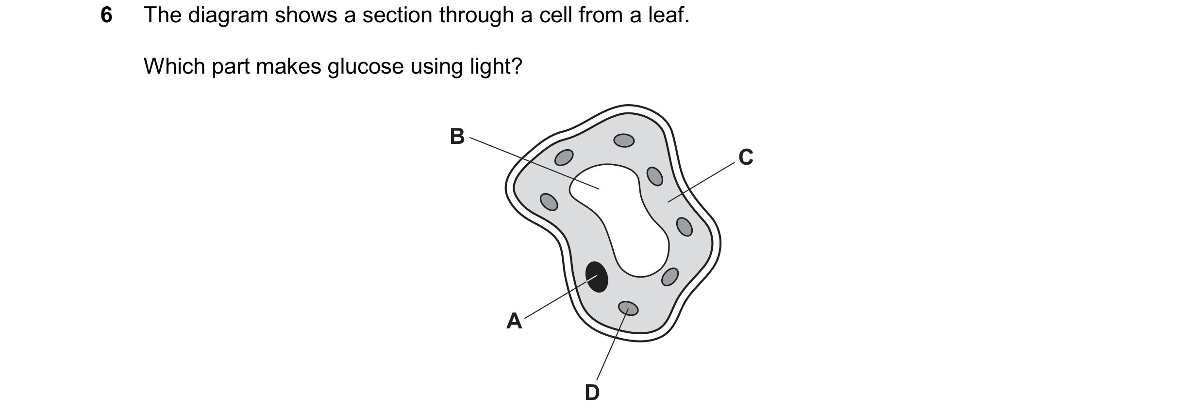 Question 18: The diagram shows a section through a cell from a leaf. Which part makes glucose using light? B C A D