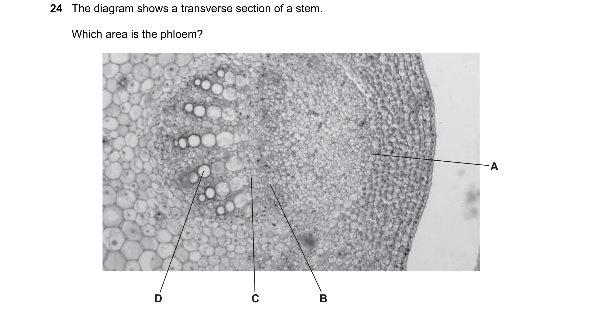 Question 34: The diagram shows a transverse section of a stem. Which area is the phloem? A D C B