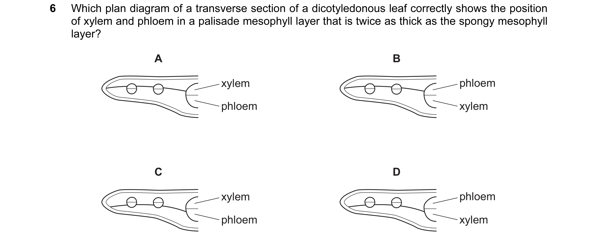 Question 33: Which plan diagram of a transverse section of a dicotyledonous leaf correctly shows the position of xylem and phloem in a palisade mesophyl…