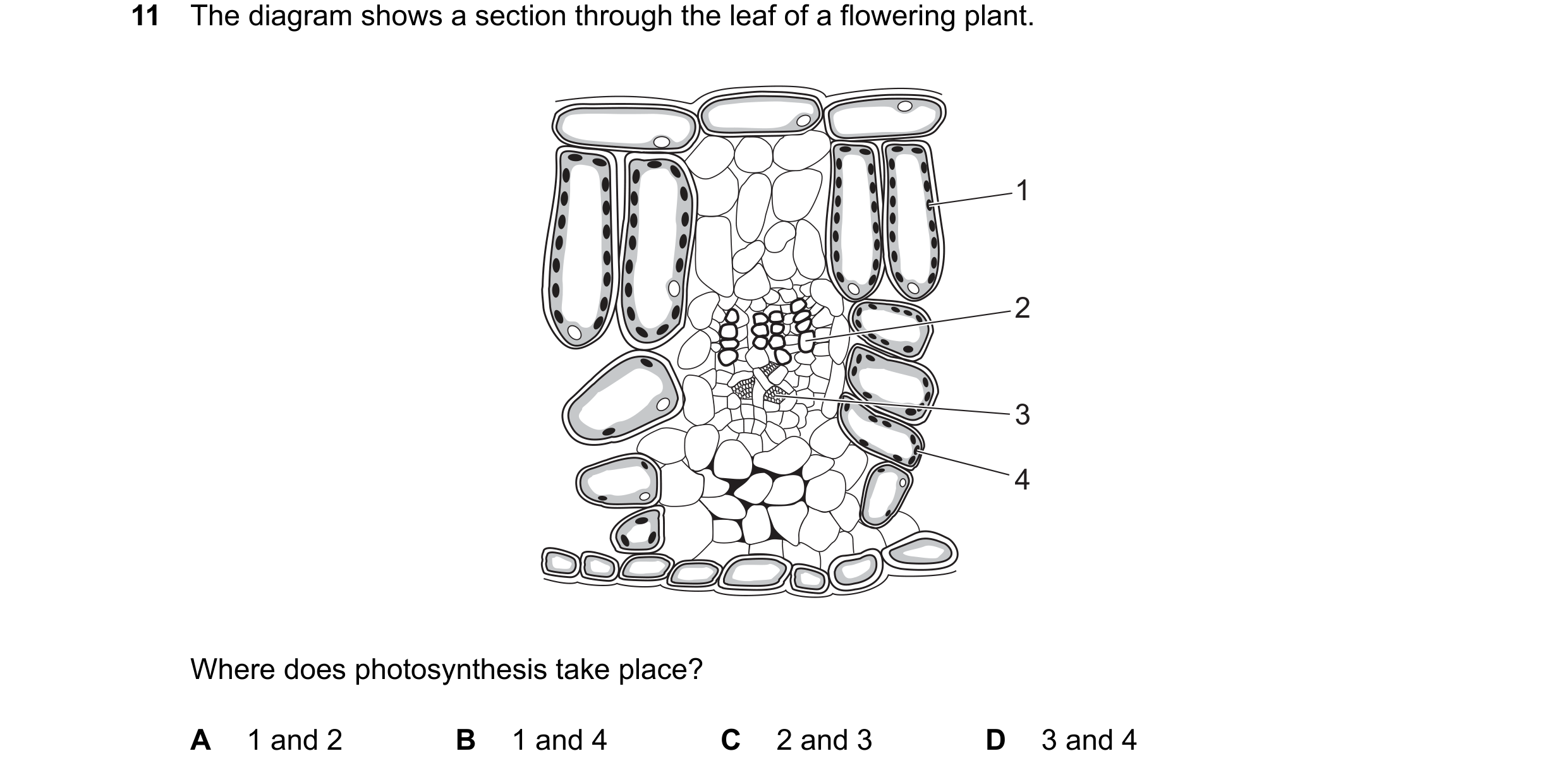 Question 14: The diagram shows a section through the leaf of a flowering plant. 1 2 3 4 Where does photosynthesis take place? A 1 and 2 B 1 and 4 C 2 an…