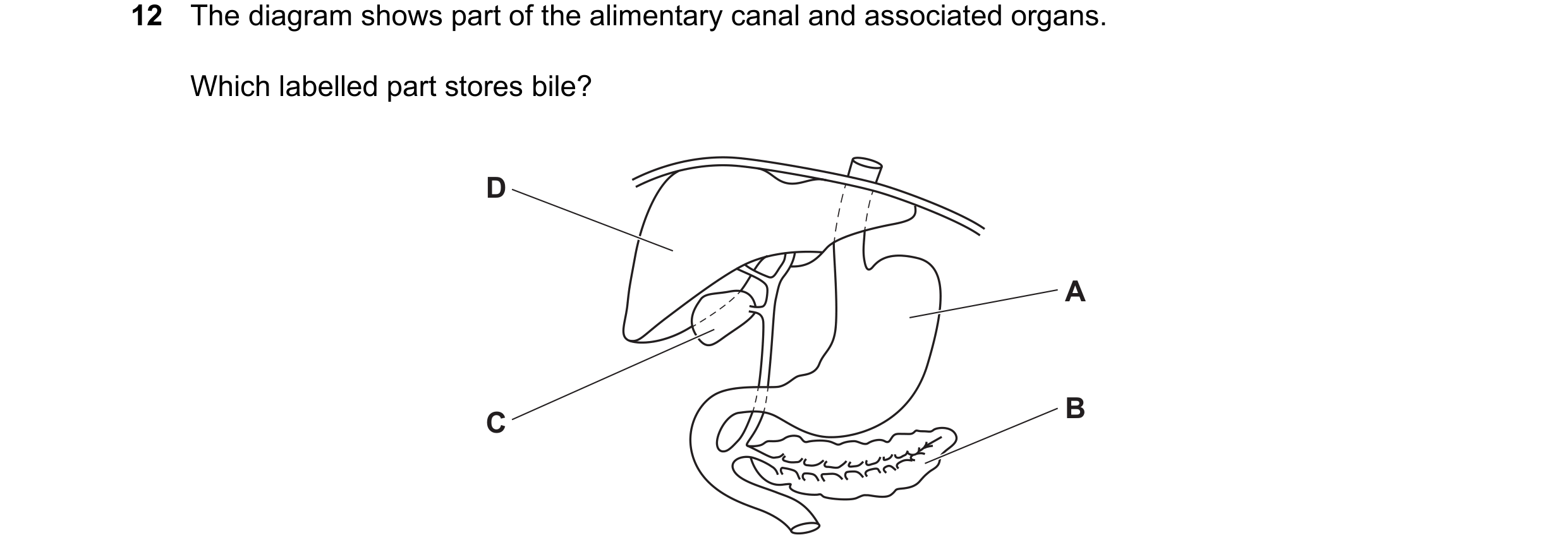 Question 13: The diagram shows part of the alimentary canal and associated organs. Which labelled part stores bile? D A B C