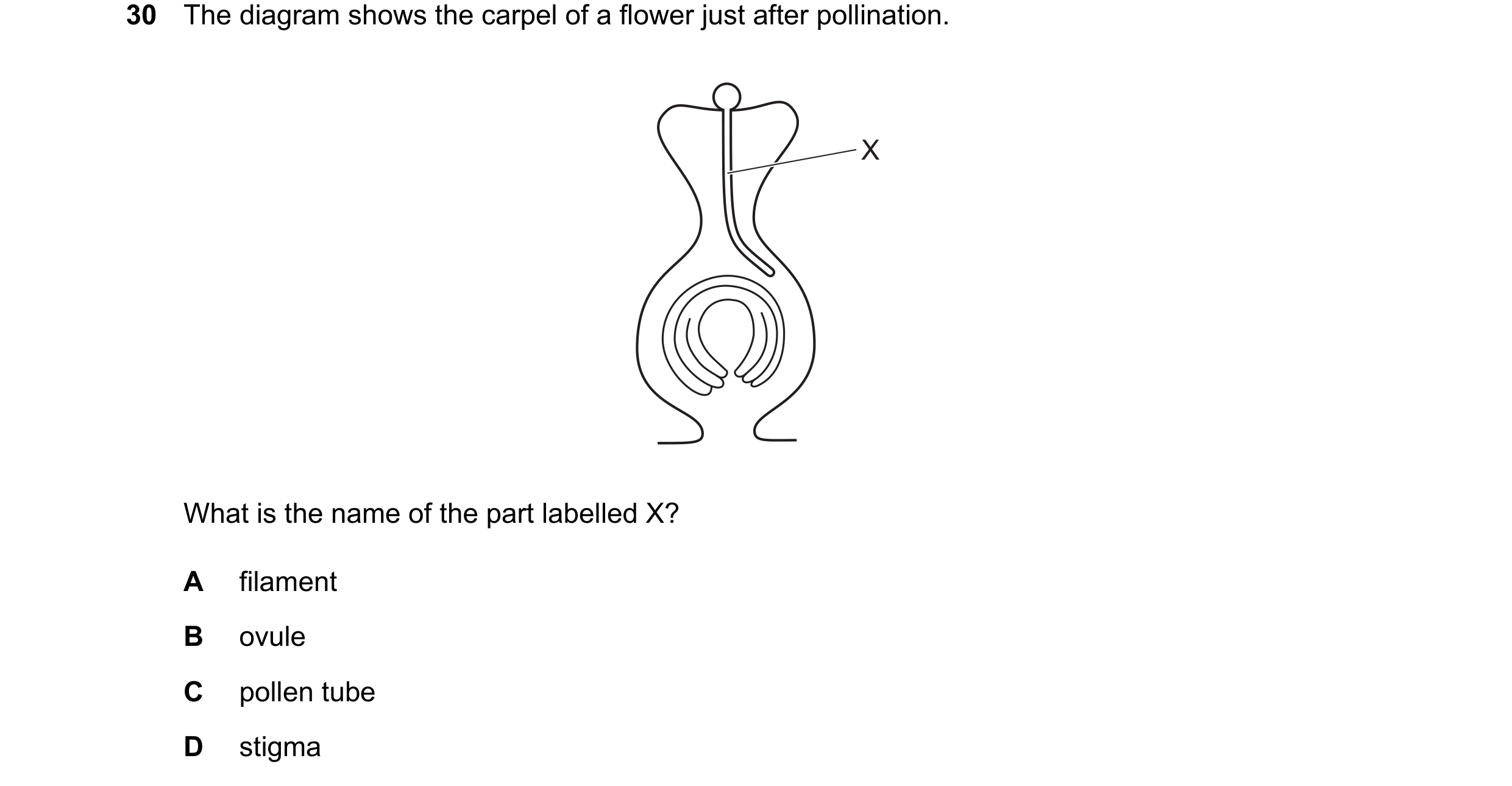 Question 10: The diagram shows the carpel of a flower just after pollination. X What is the name of the part labelled X? A filament B ovule C pollen tub…