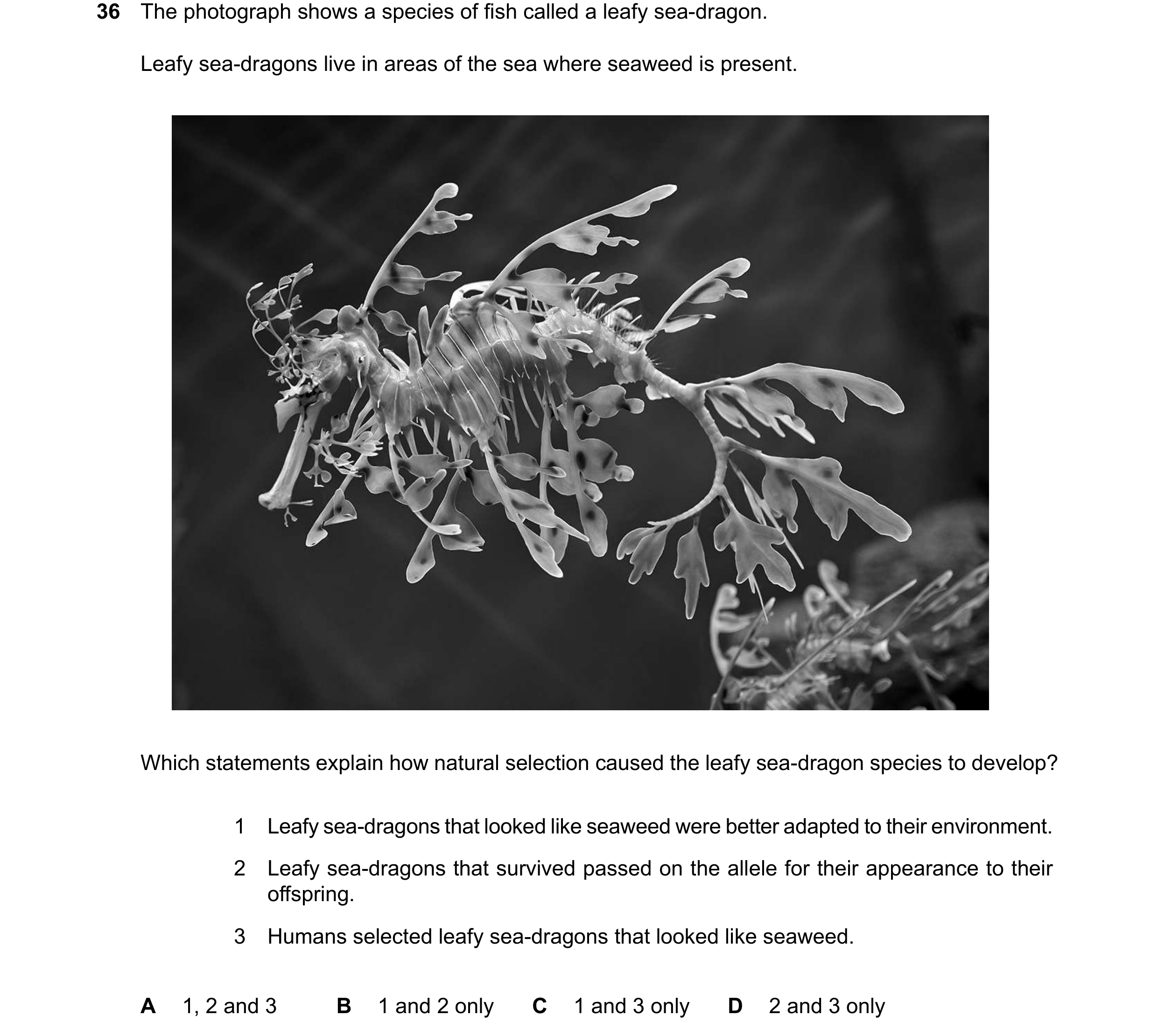 Question 19: The photograph shows a species of fish called a leafy sea-dragon. Leafy sea-dragons live in areas of the sea where seaweed is present. Whic…