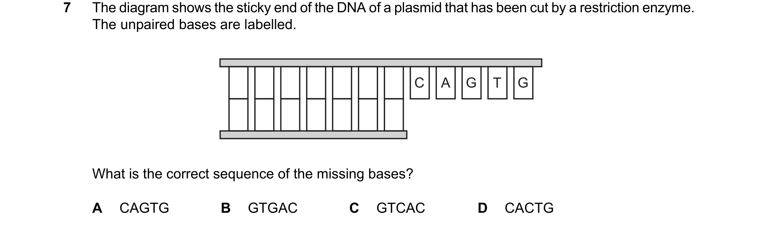 Question 20: The diagram shows the sticky end of the DNA of a plasmid that has been cut by a restriction enzyme. The unpaired bases are labelled. C A G …
