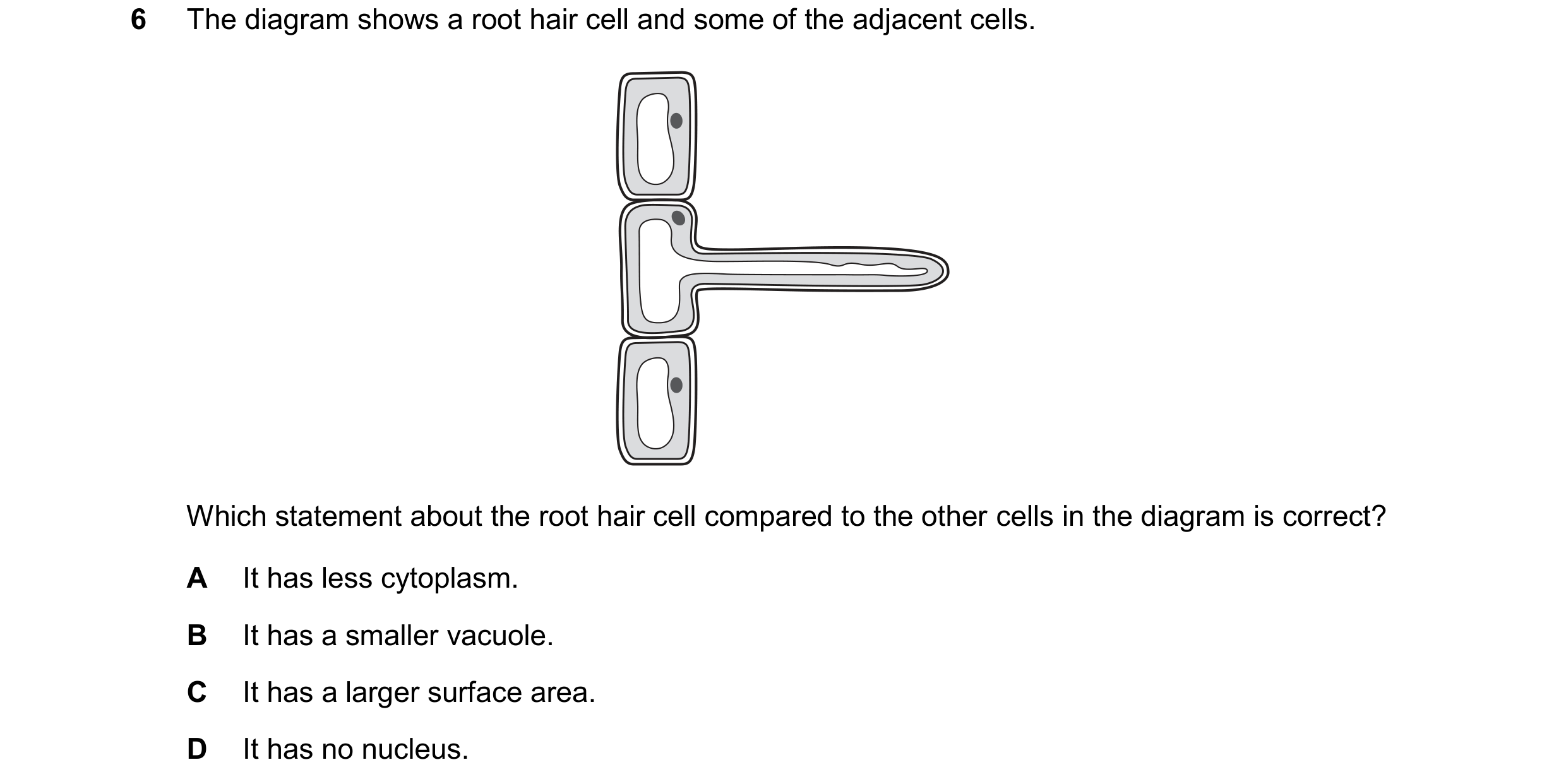 Question 64: The diagram shows a root hair cell and some of the adjacent cells. Which statement about the root hair cell compared to the other cells in …