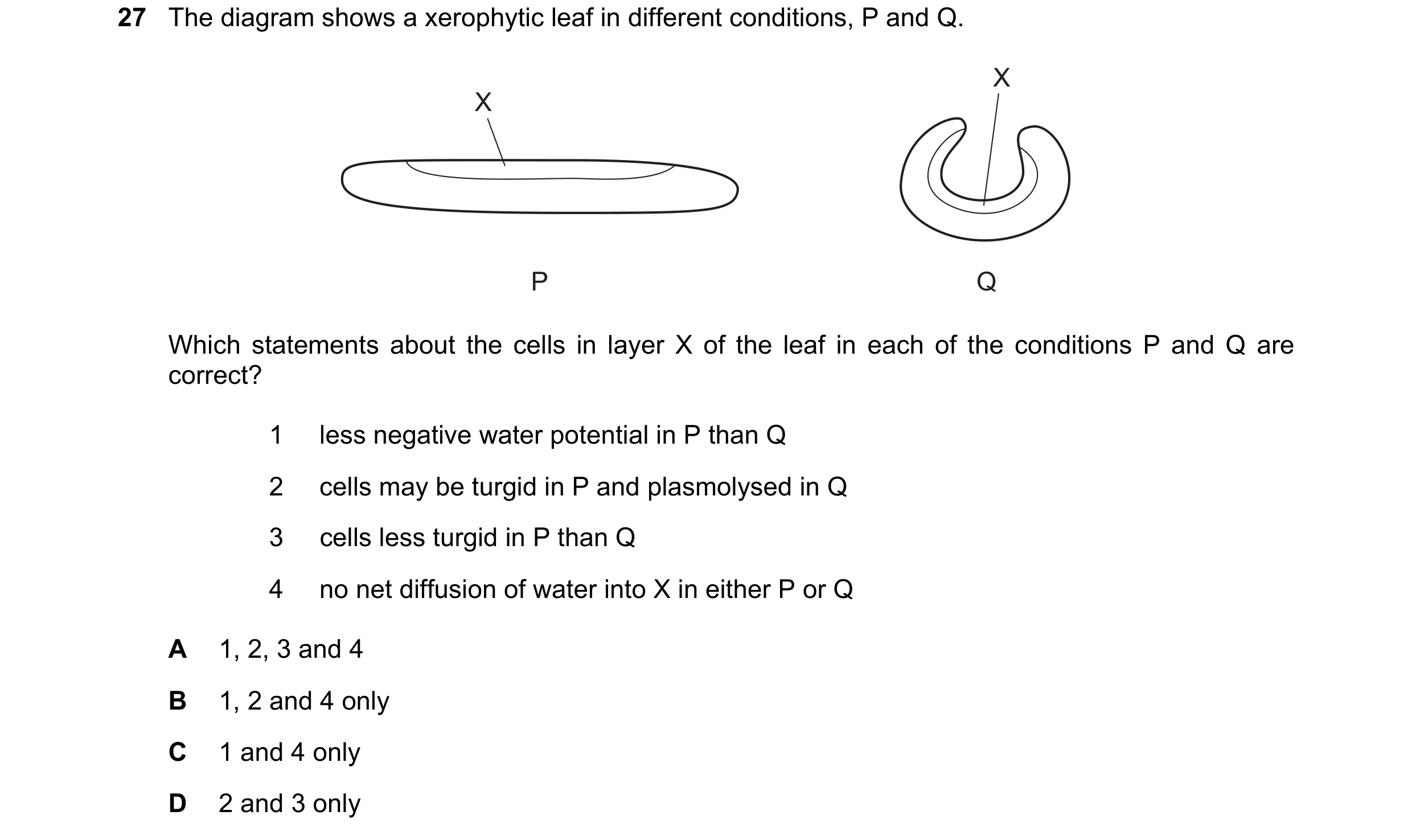 Question 168: The diagram shows a xerophytic leaf in different conditions, P and Q. X X P Q Which statements about the cells in layer X of the leaf in ea…