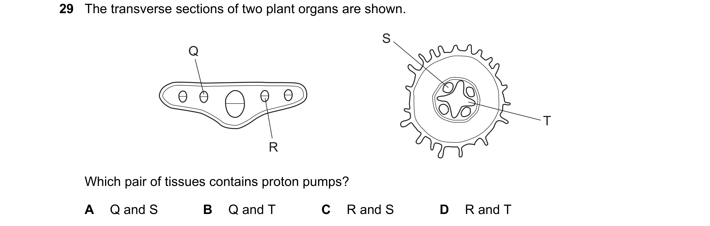 Question 170: The transverse sections of two plant organs are shown. S Q T R Which pair of tissues contains proton pumps? A Q and S B Q and T C R and S D…