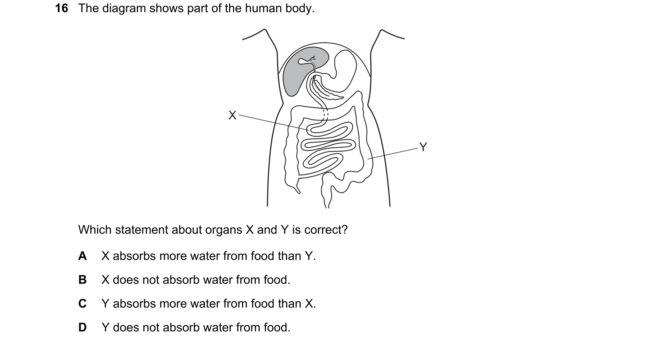 Question 4: The diagram shows part of the human body. X Y Which statement about organs X and Y is correct? A X absorbs more water from food than Y. B X…