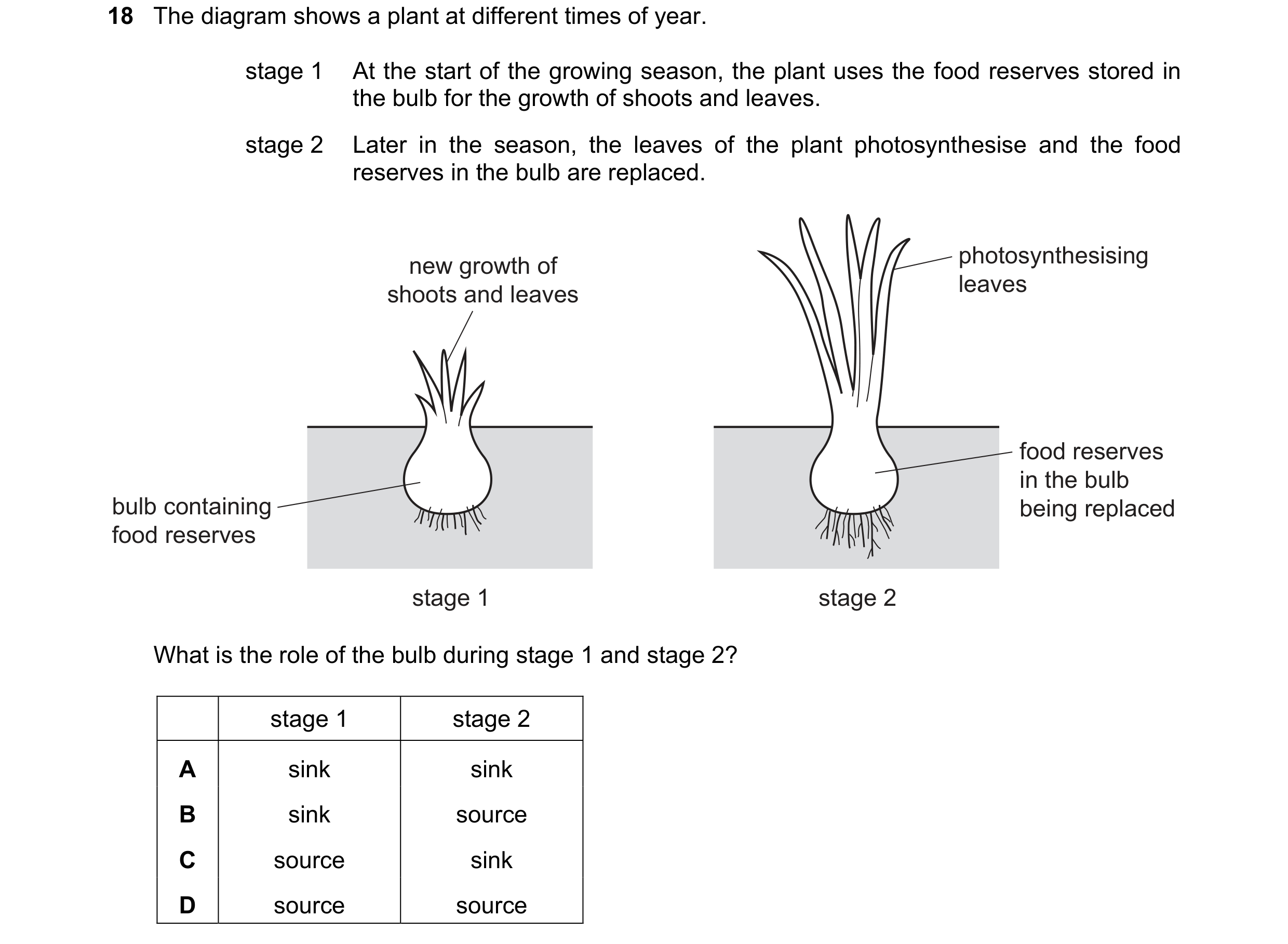 Question 7: The diagram shows a plant at different times of year. stage 1 At the start of the growing season, the plant uses the food reserves stored i…