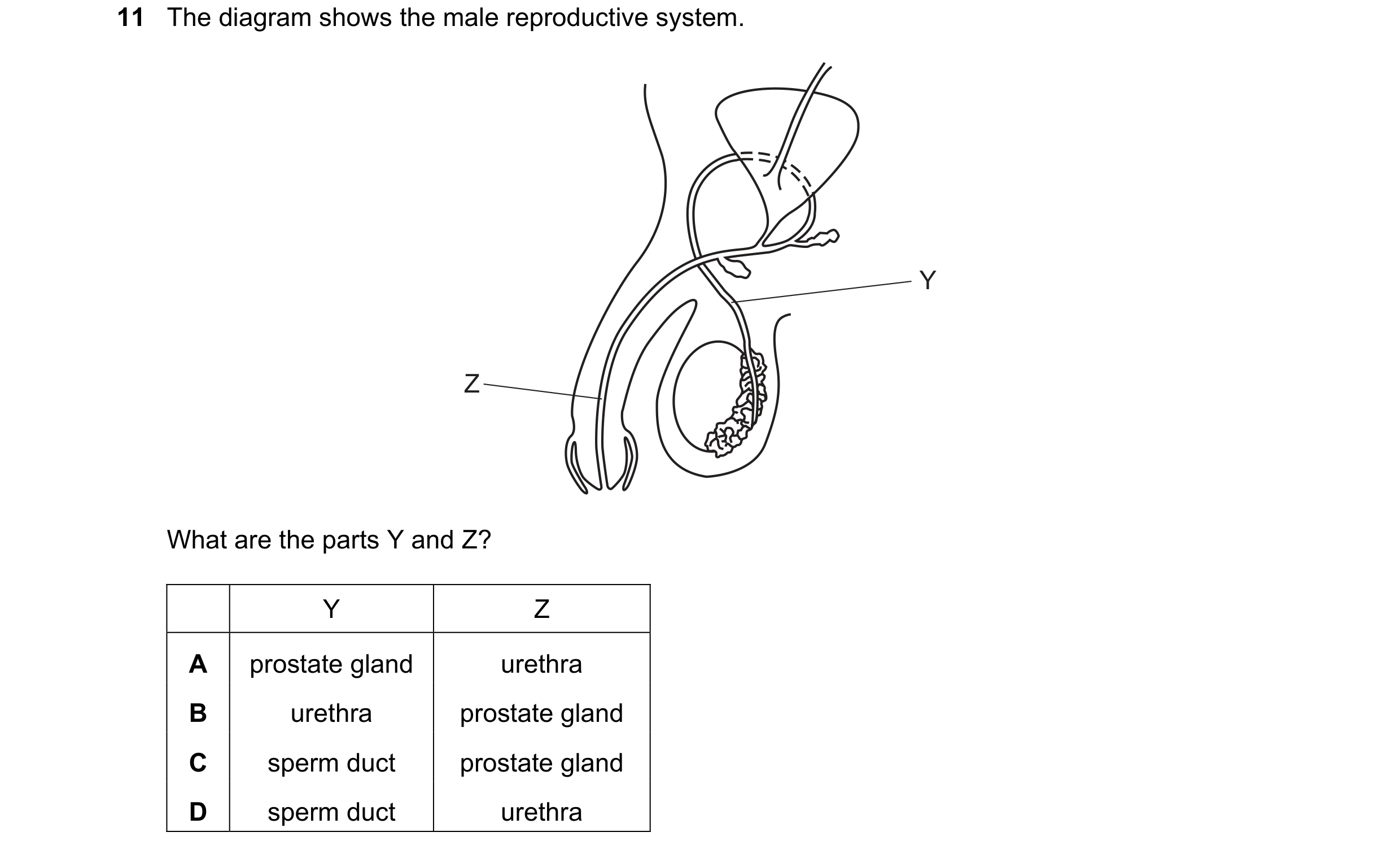 Question 48: The diagram shows the male reproductive system. Y Z What are the parts Y and Z? Y Z A prostate gland urethra B urethra prostate gland C spe…