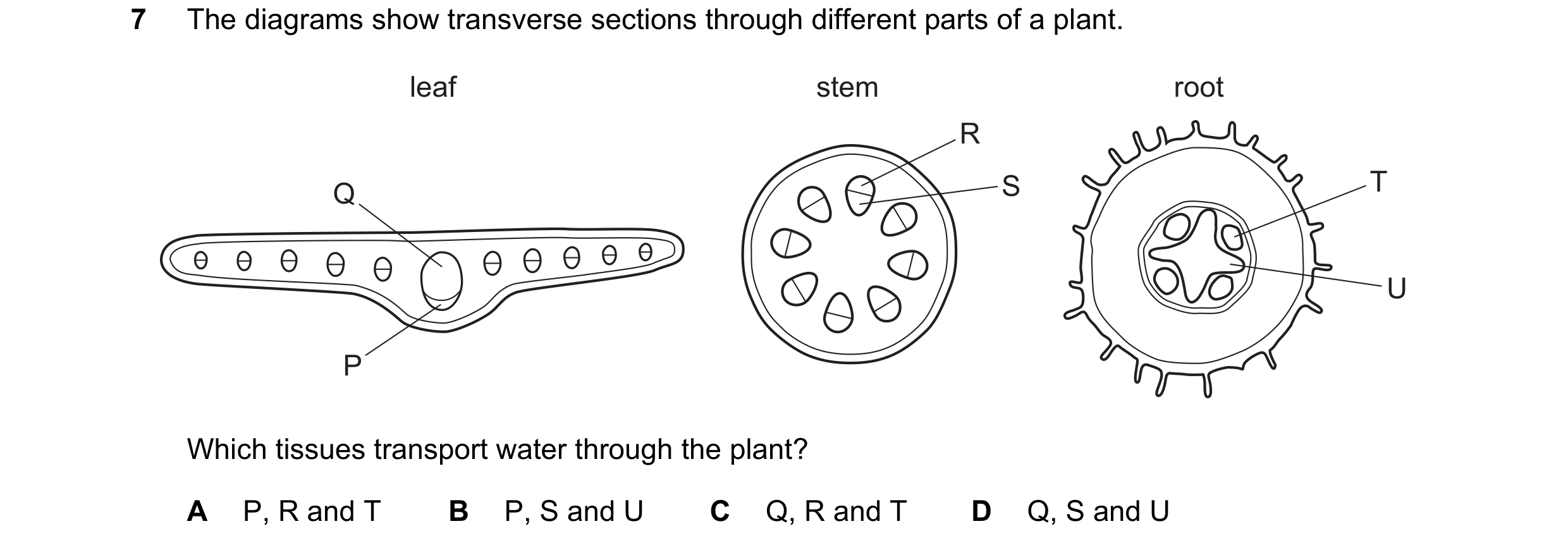 Question 11: The diagrams show transverse sections through different parts of a plant. leaf stem root R Q S T U P Which tissues transport water through …