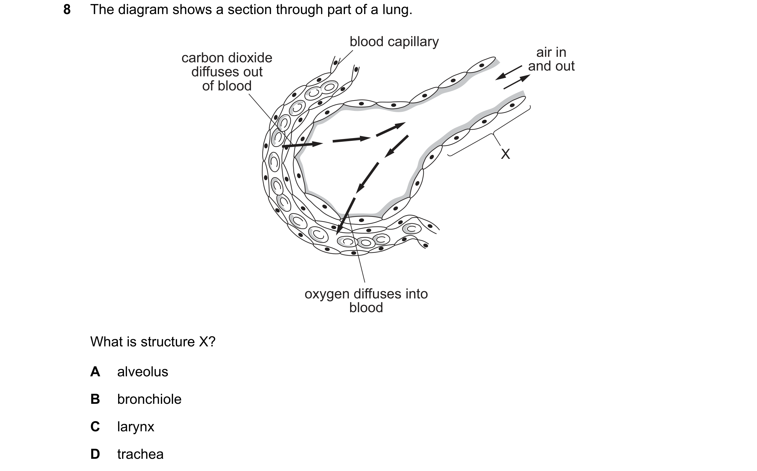 Question 39: The diagram shows a section through part of a lung. blood capillary carbon dioxide air in diffuses out and out of blood X oxygen diffuses i…