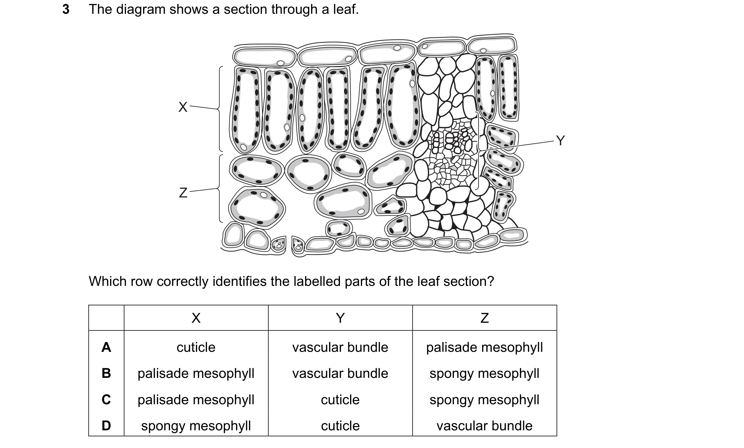 Question 38: The diagram shows a section through a leaf. X Y Z Which row correctly identifies the labelled parts of the leaf section? X Y Z A cuticle va…