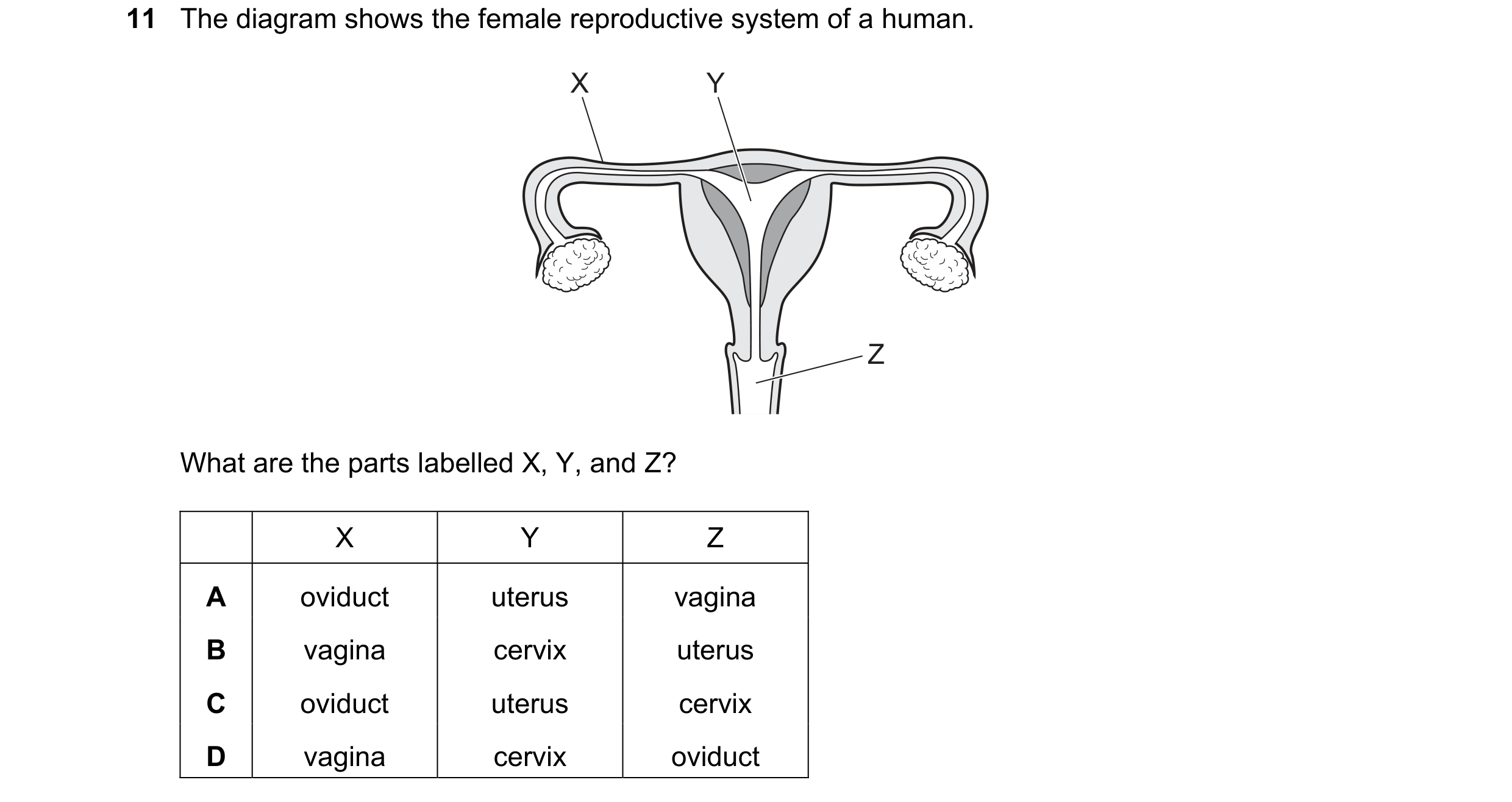 Question 81: The diagram shows the female reproductive system of a human. X Y Z What are the parts labelled X, Y, and Z? X Y Z A oviduct uterus vagina B…