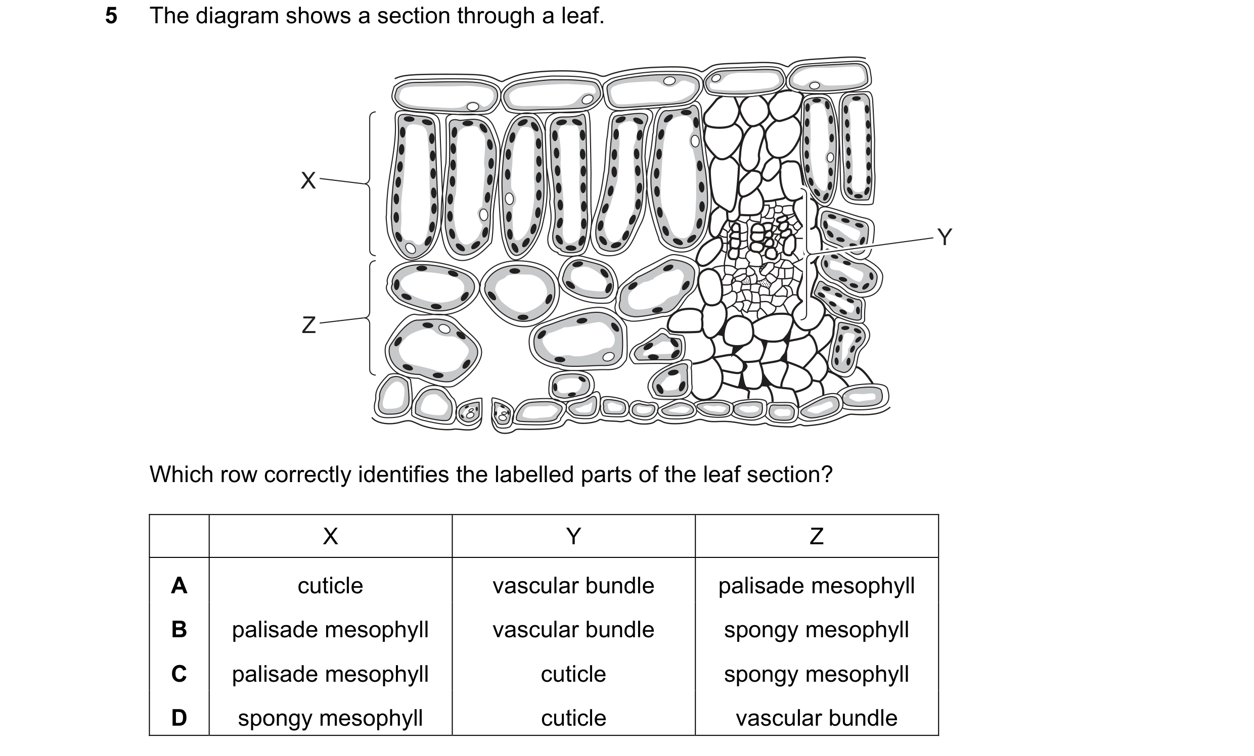 Question 41: The diagram shows a section through a leaf. X Y Z Which row correctly identifies the labelled parts of the leaf section? X Y Z A cuticle va…